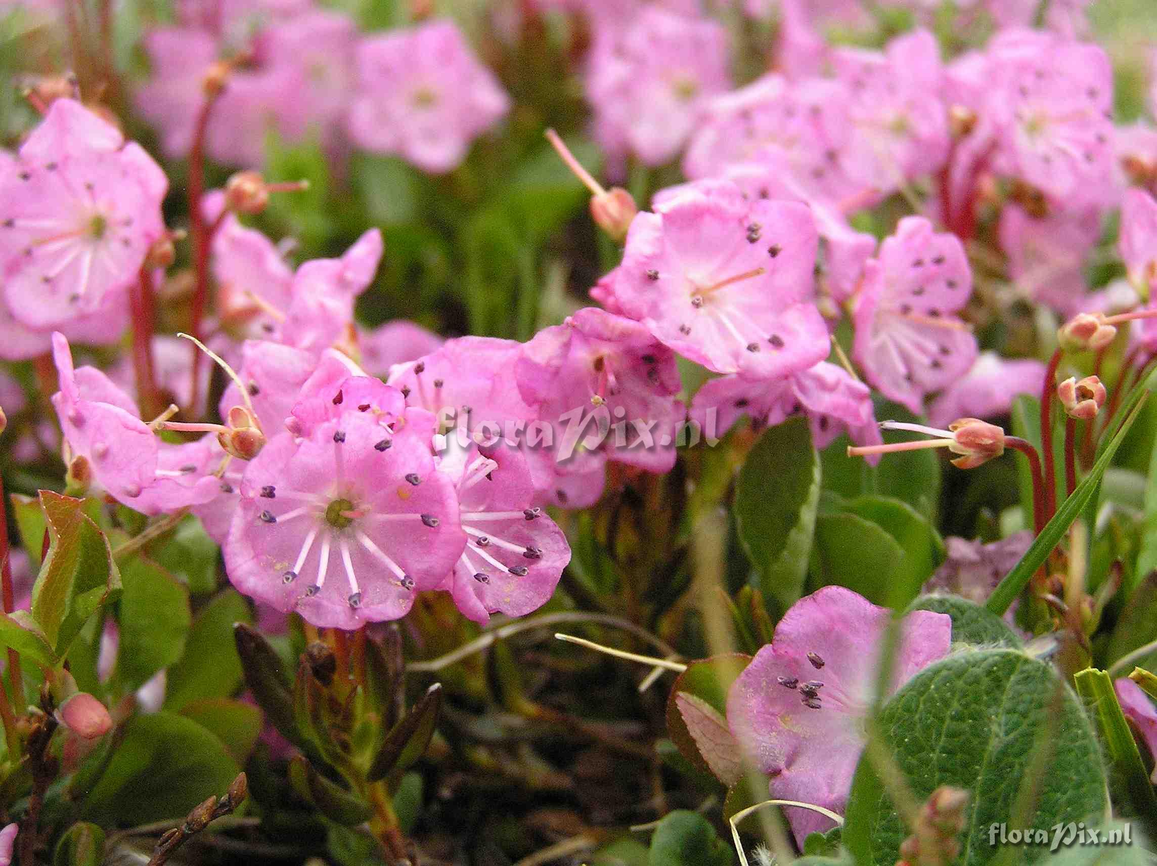 Kalmia microphylla var. microphylla