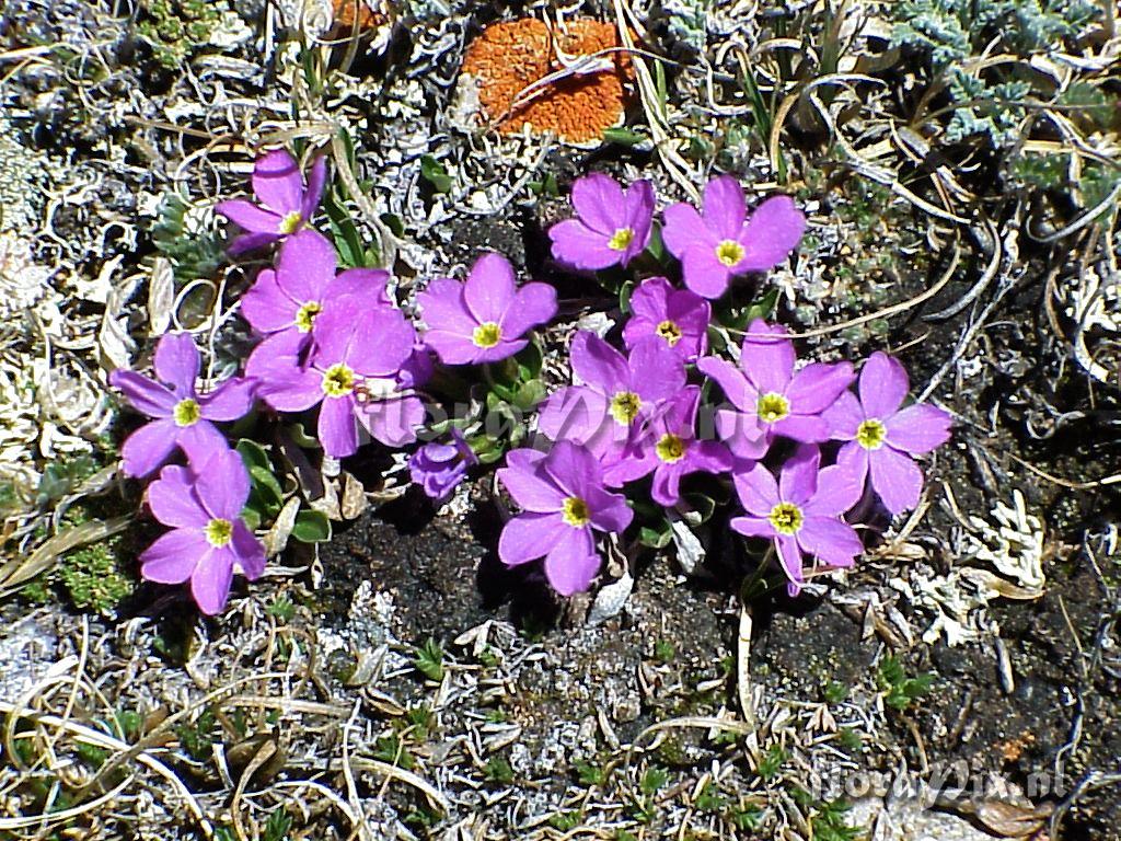 Primula angustifolia