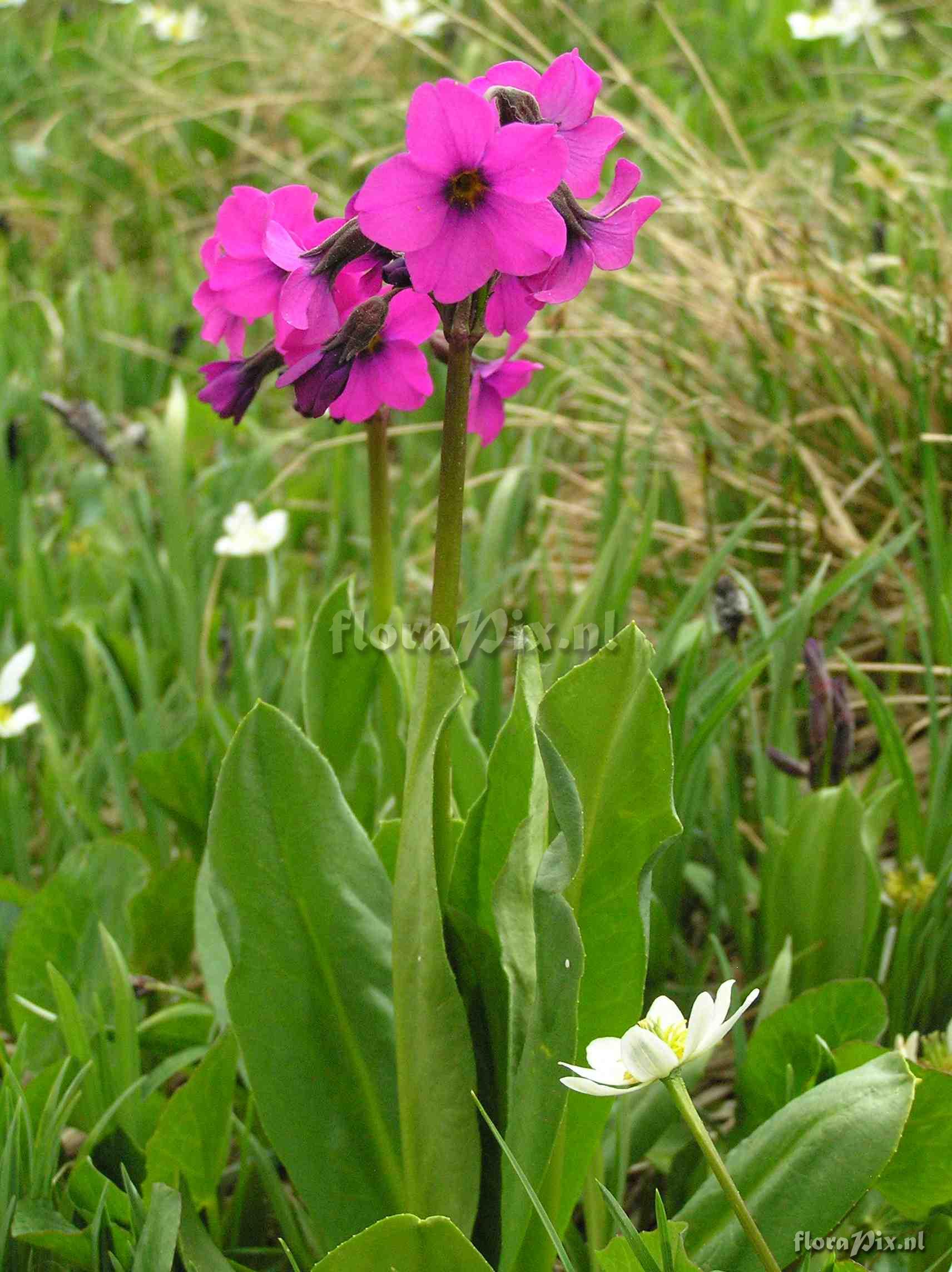 Primula parryi