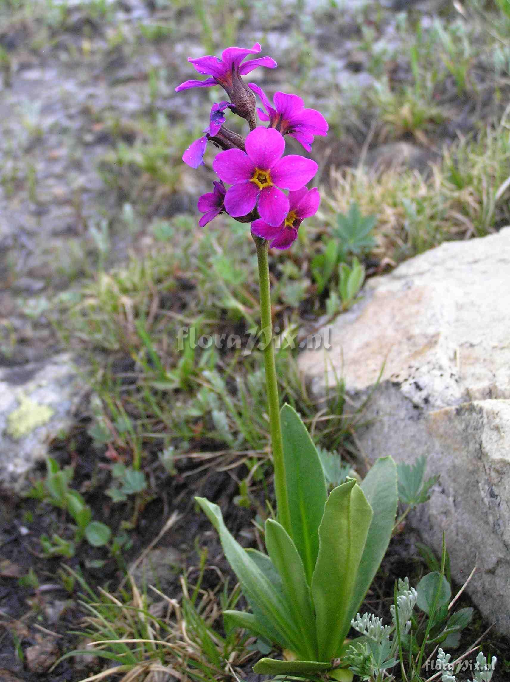 Primula parryi