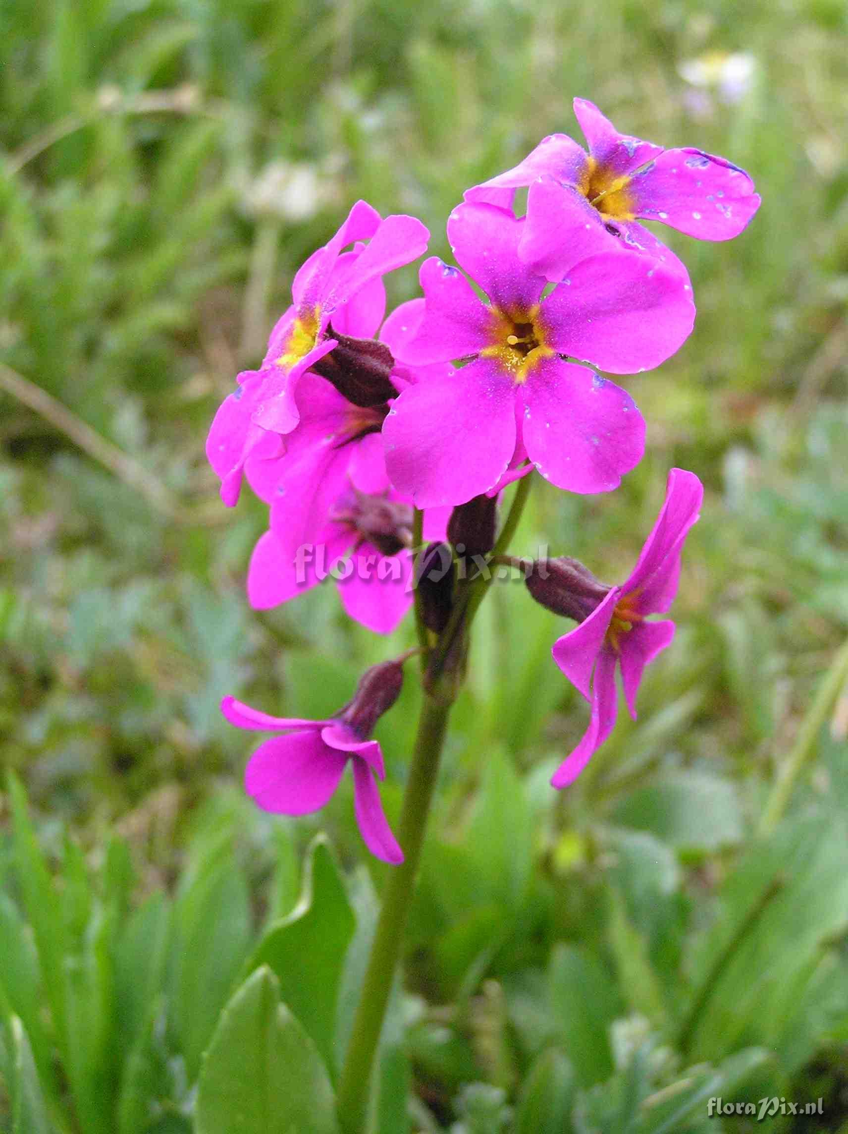 Primula parryi