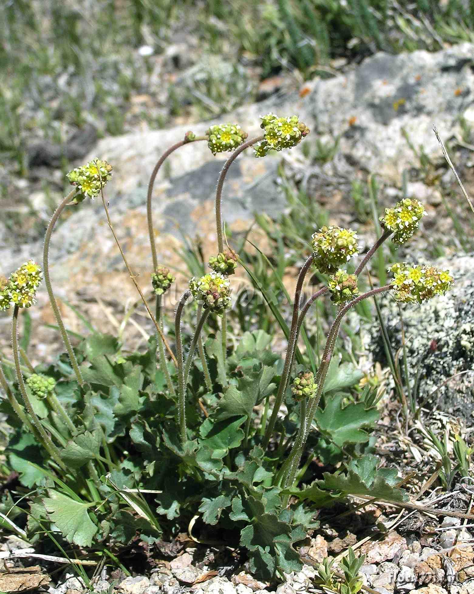 Heuchera parvifolia var. nivalis