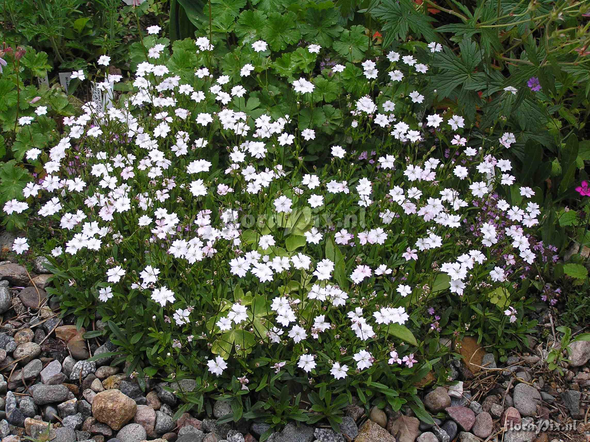 Silene alpestris