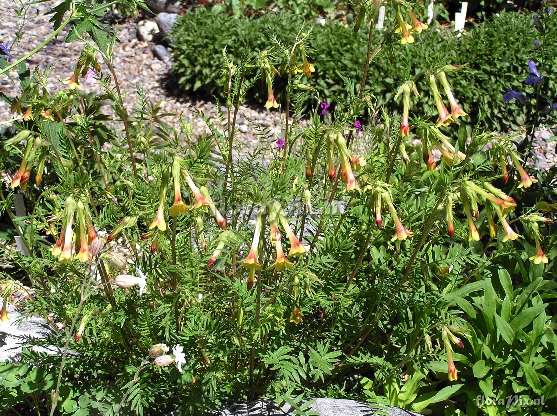 Polemonium pauciflorum ssp. hinckleyi