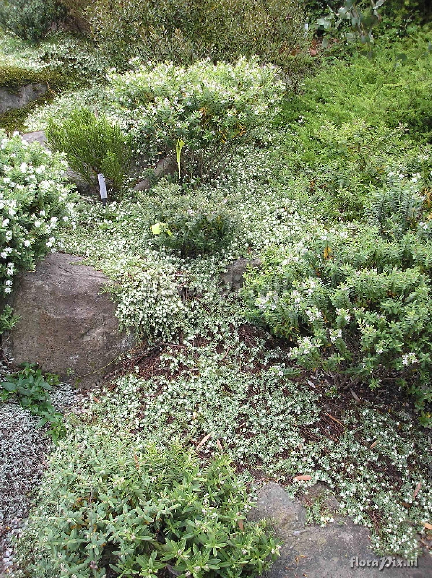 Pimelea prostrata