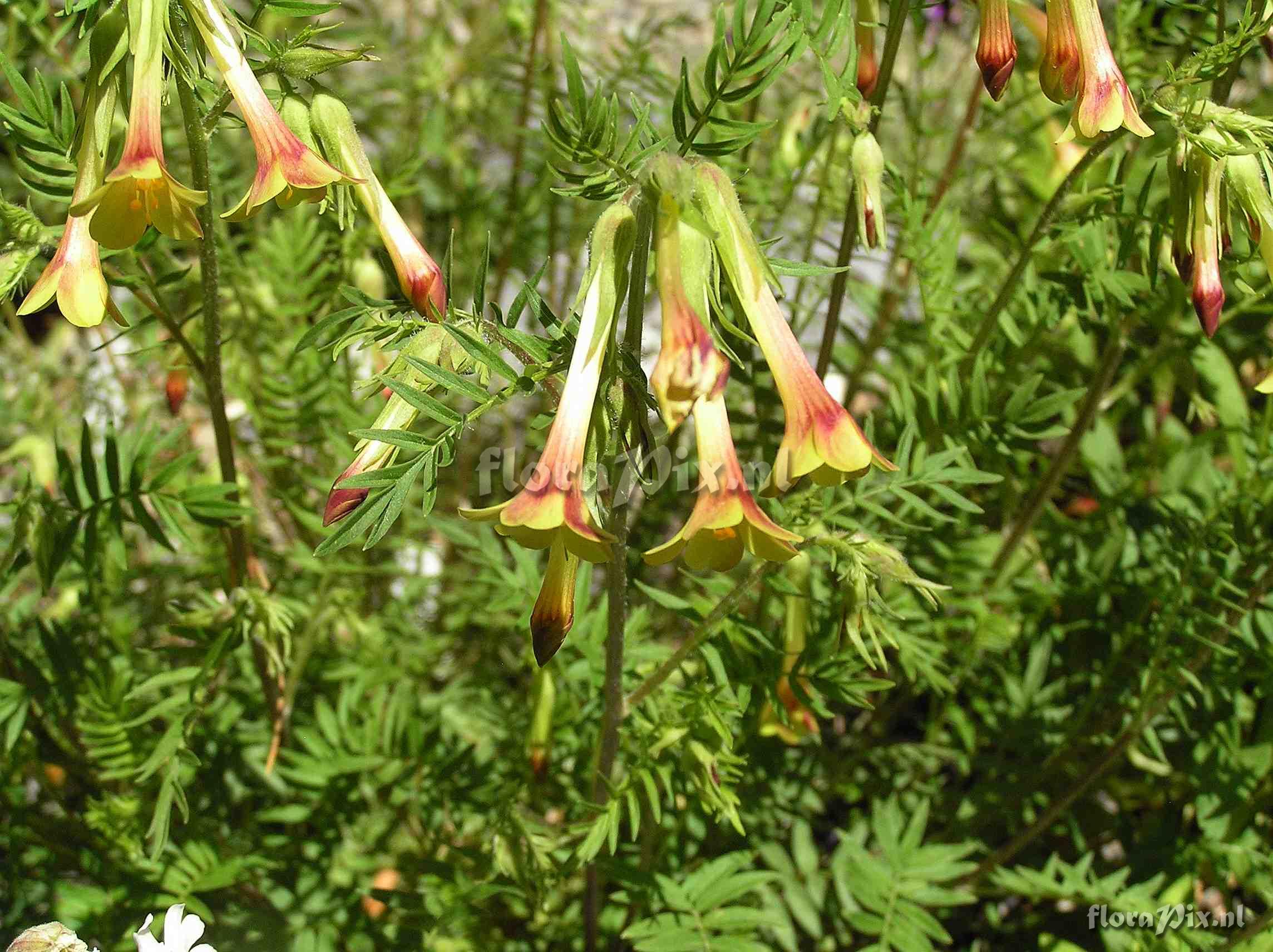 Polemonium pauciflorum ssp. hinckleyi