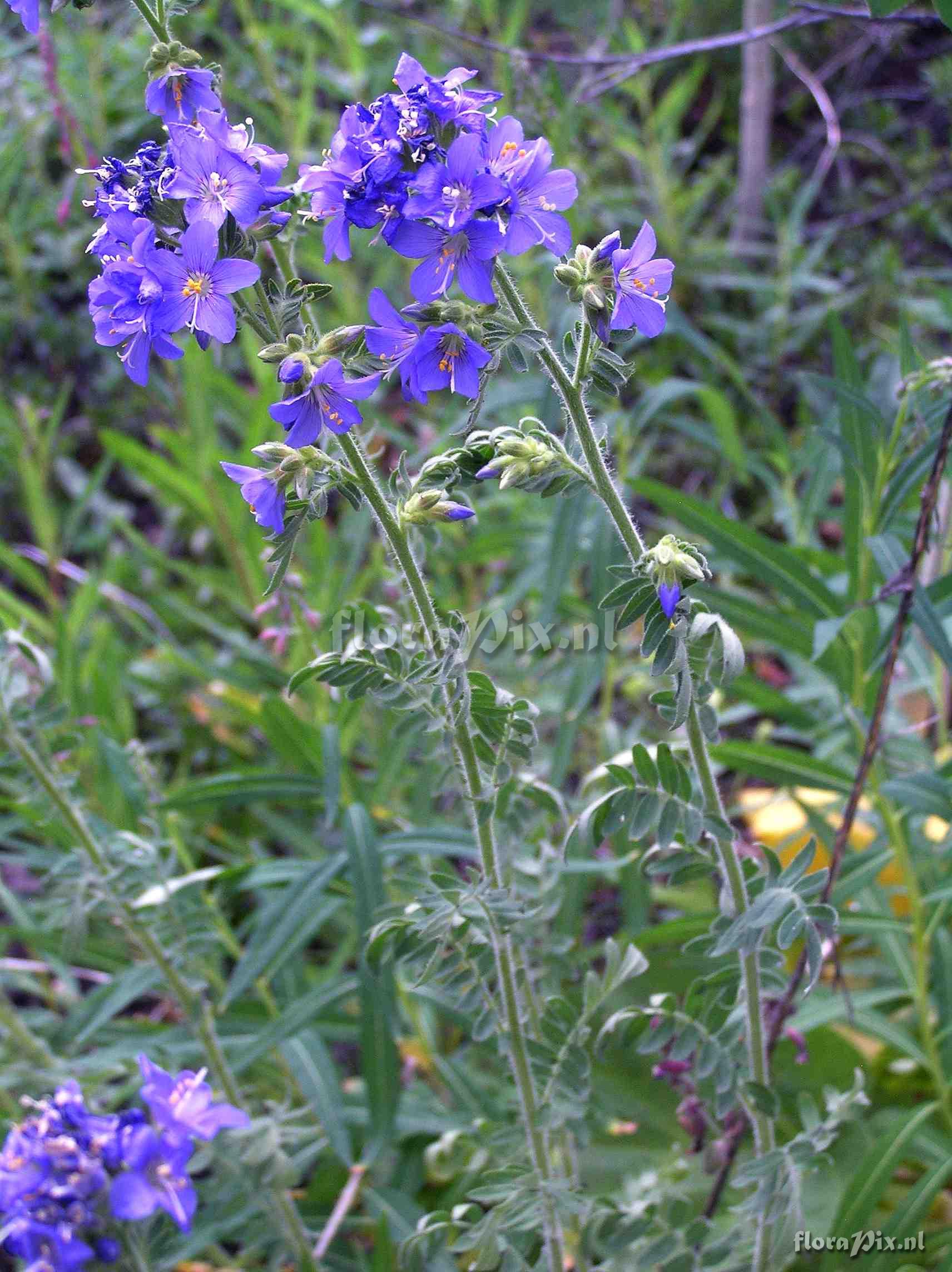 Polemonium foliosissimum