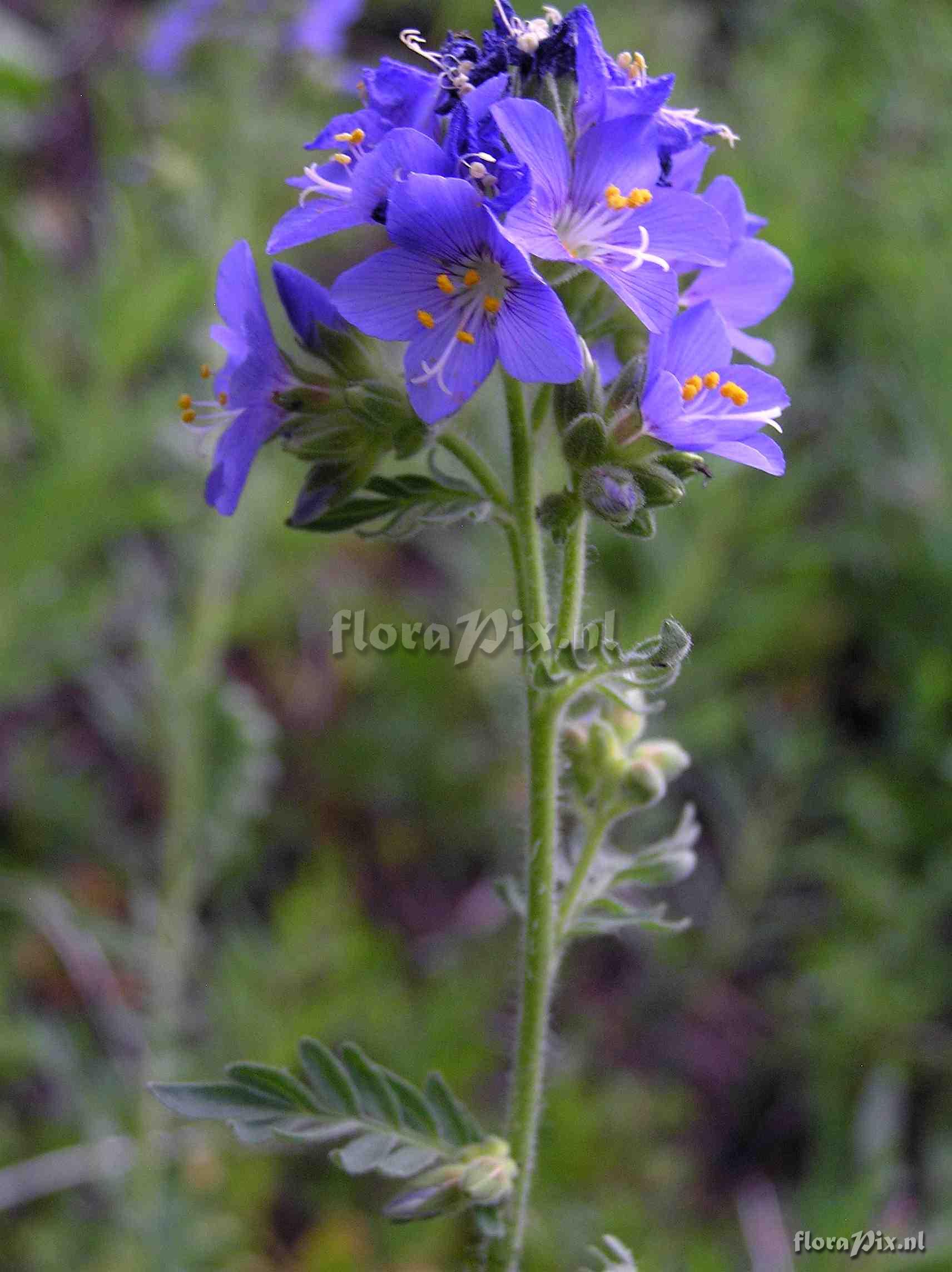 Polemonium foliosissimum