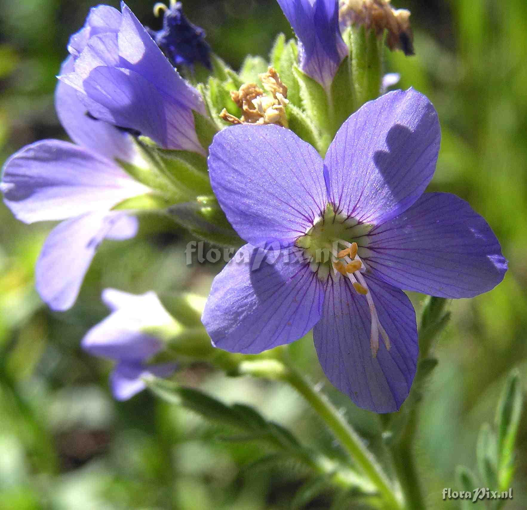 Polemonium foliosissimum