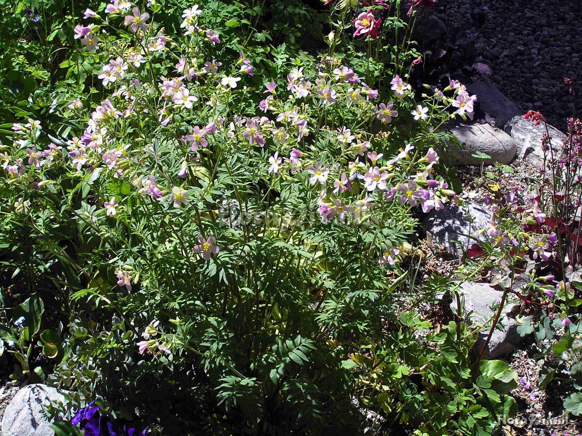 Polemonium carneum 