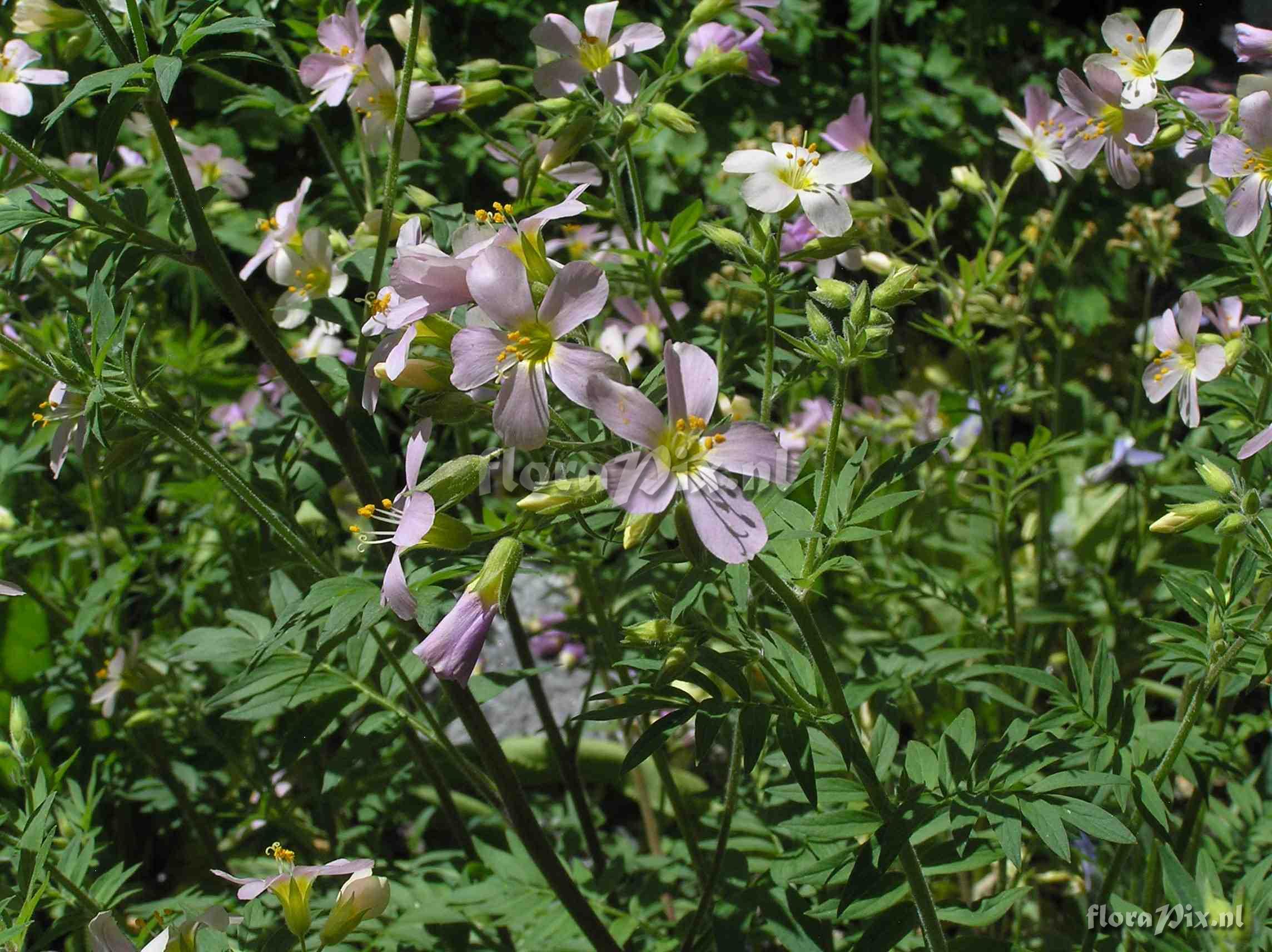 Polemonium carneum 