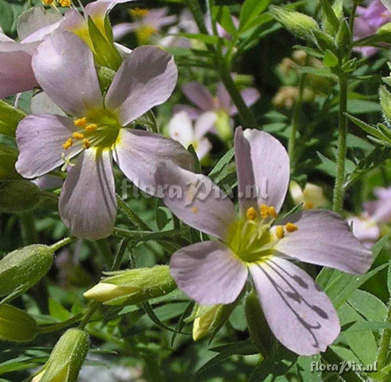 Polemonium carneum 