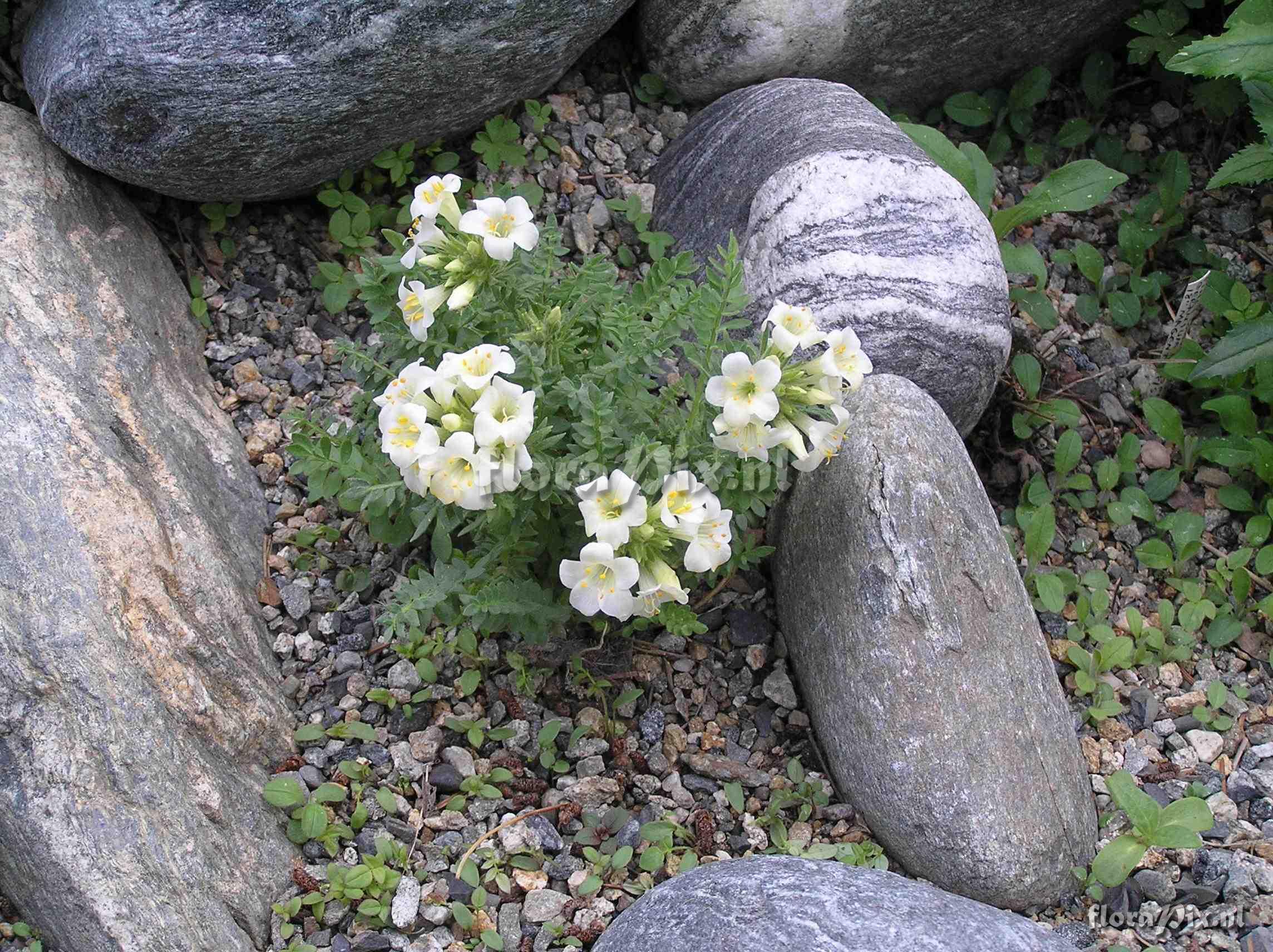 Polemonium brandegei