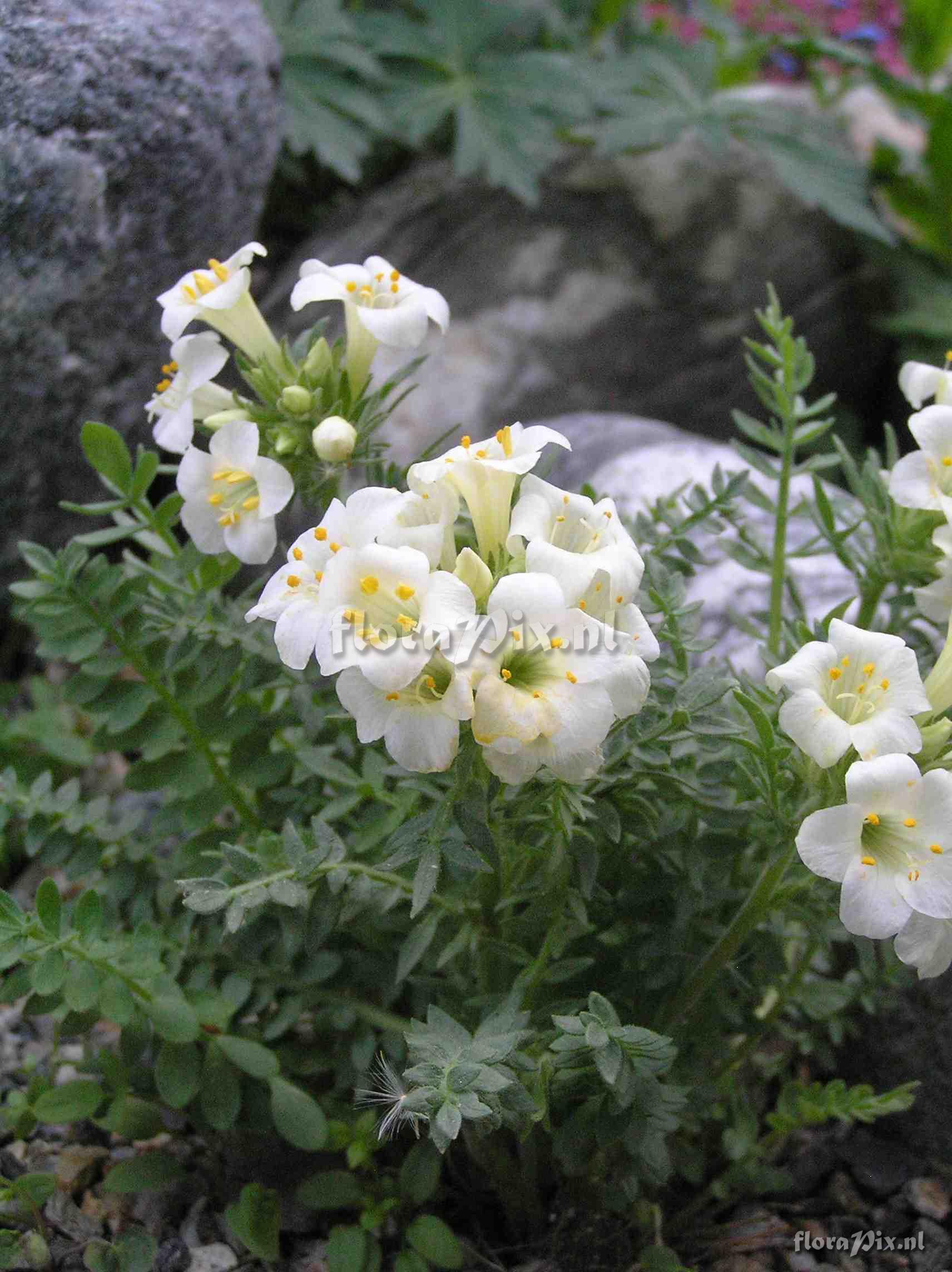 Polemonium brandegei