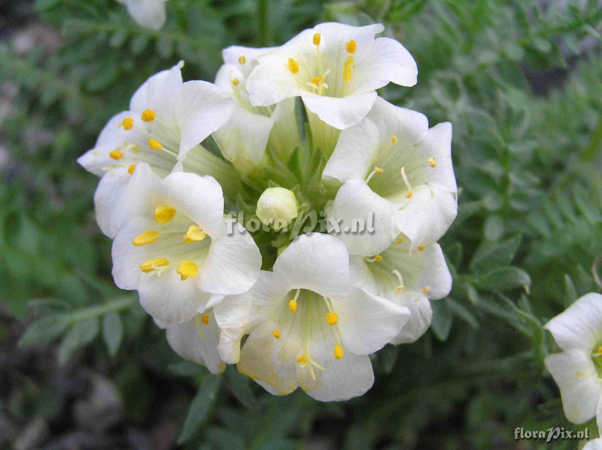 Polemonium brandegei