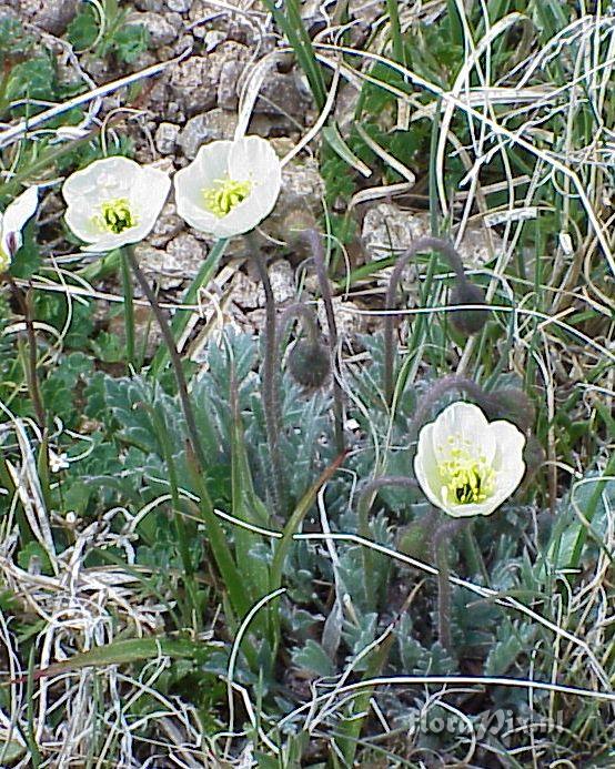 Papaver kluanense