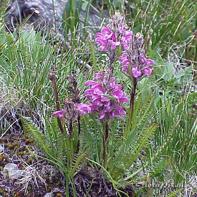 Pedicularis sudetica var. scopulorum