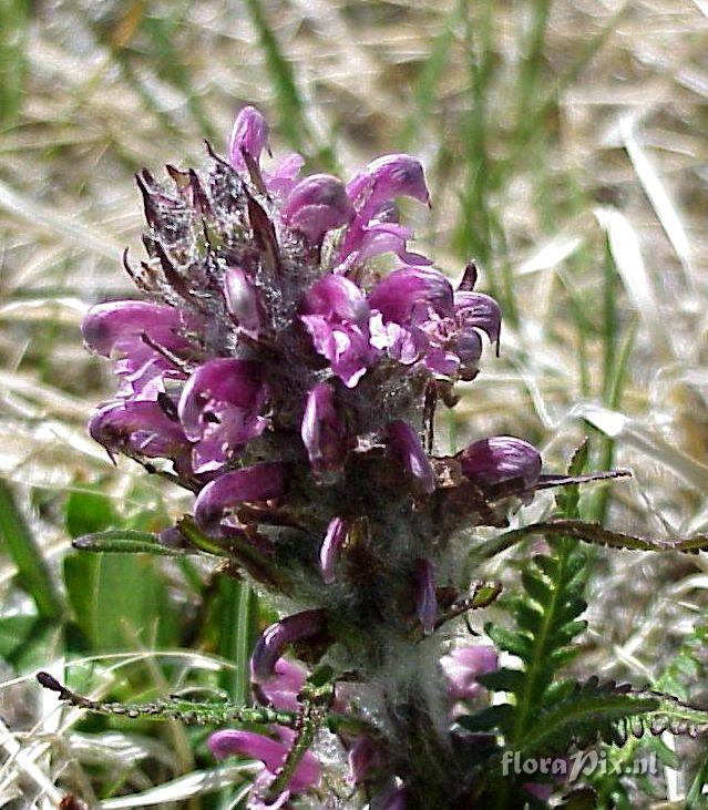 Pedicularis sudetica var. scopulorum