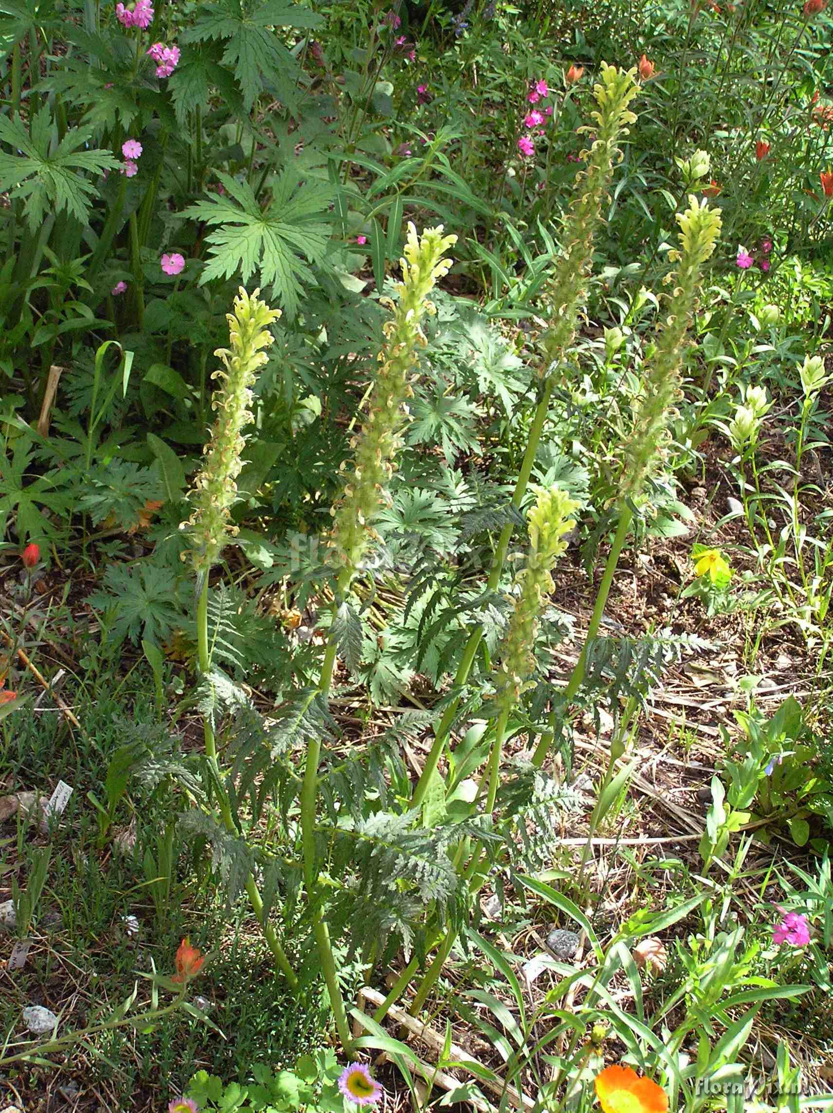 Pedicularis bracteosa