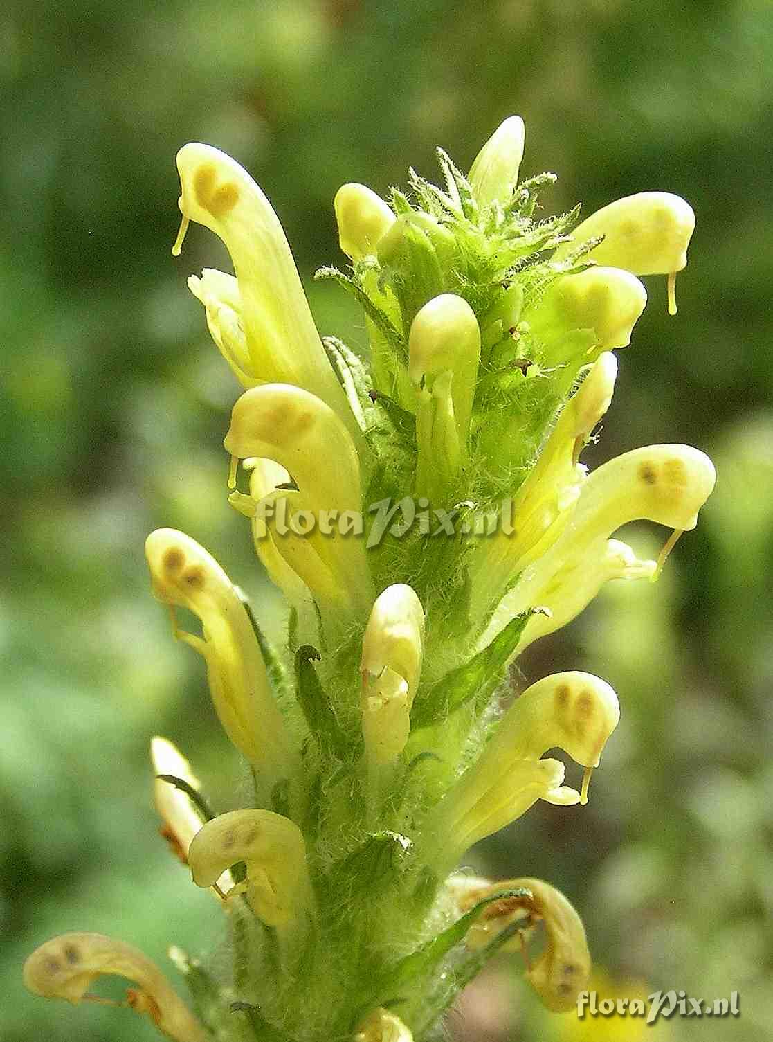 Pedicularis bracteosa