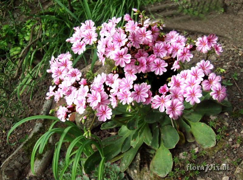 Lewisia cotyledon