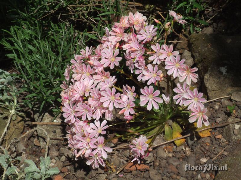 Lewisia cotyledon