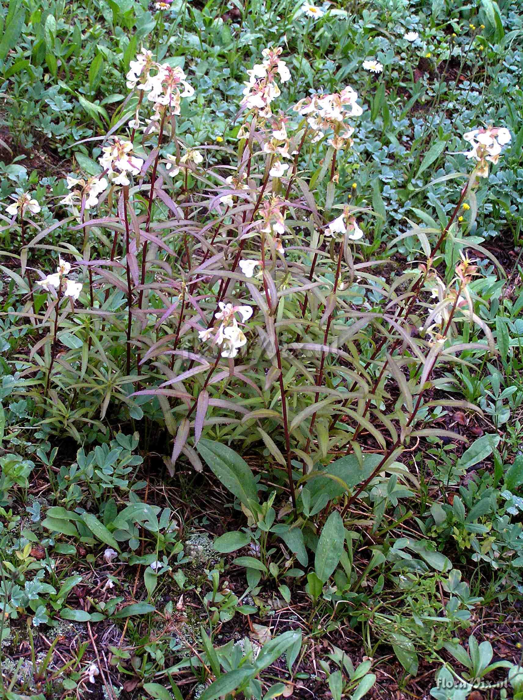 Pedicularis racemosa