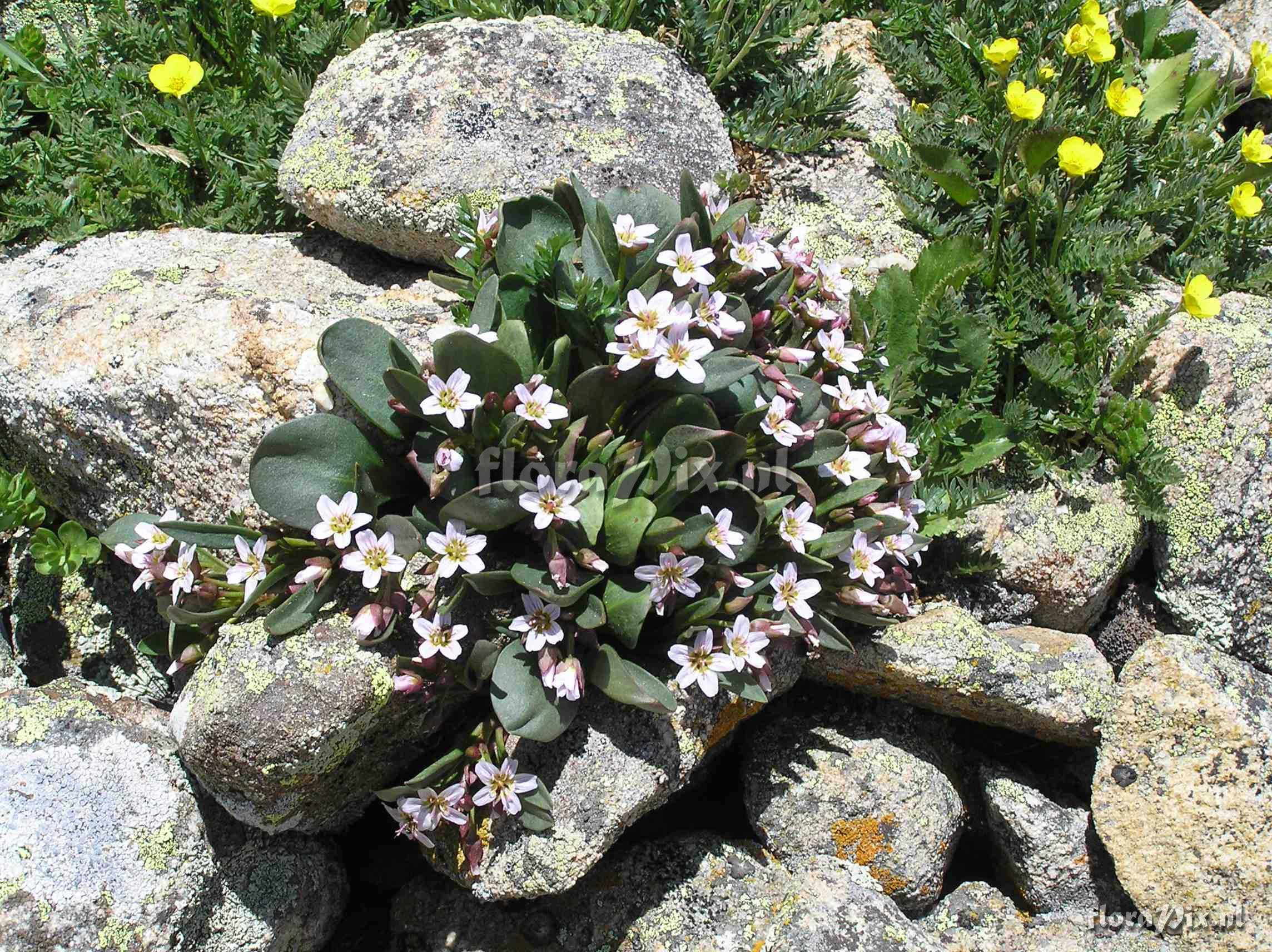 Claytonia megarhiza