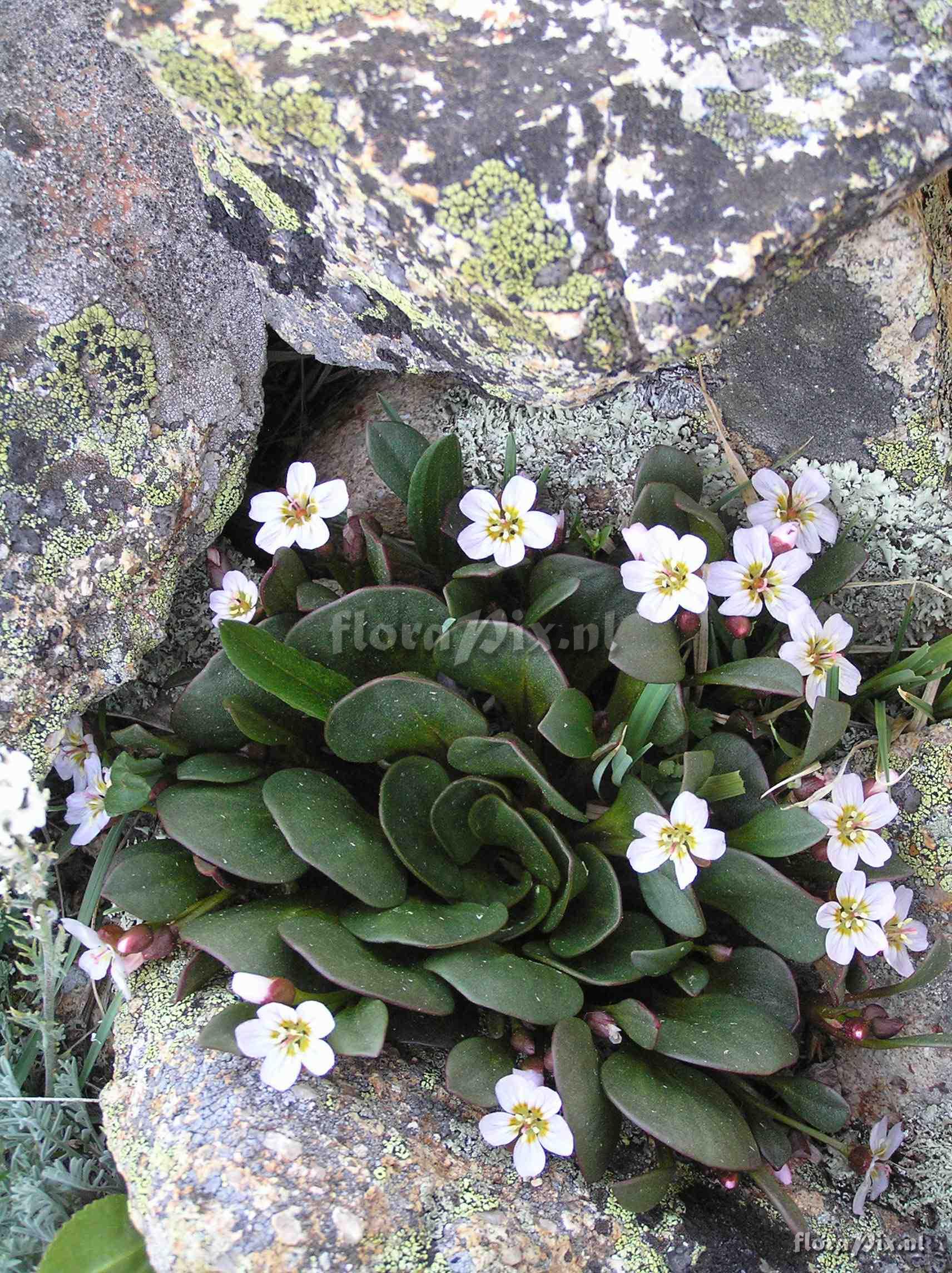 Claytonia megarhiza