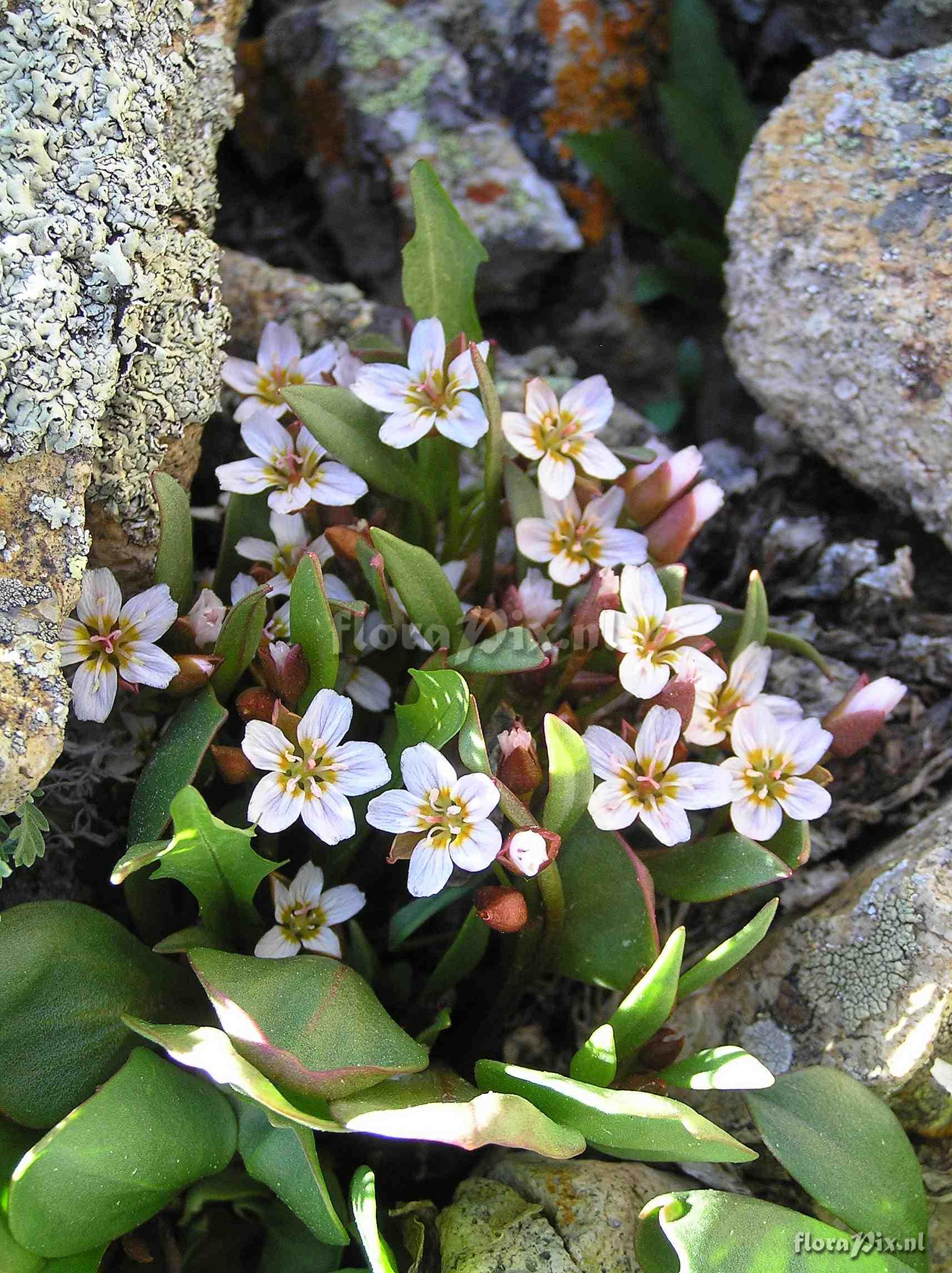 Claytonia megarhiza