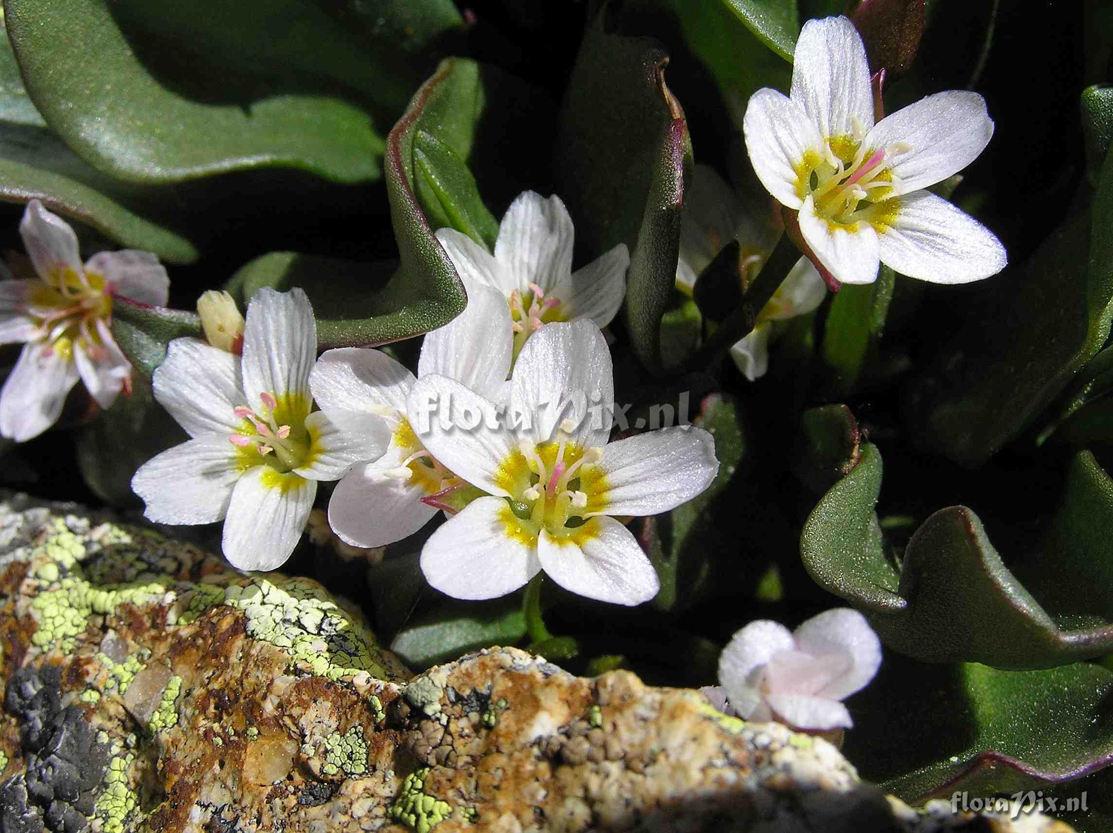 Claytonia megarhiza