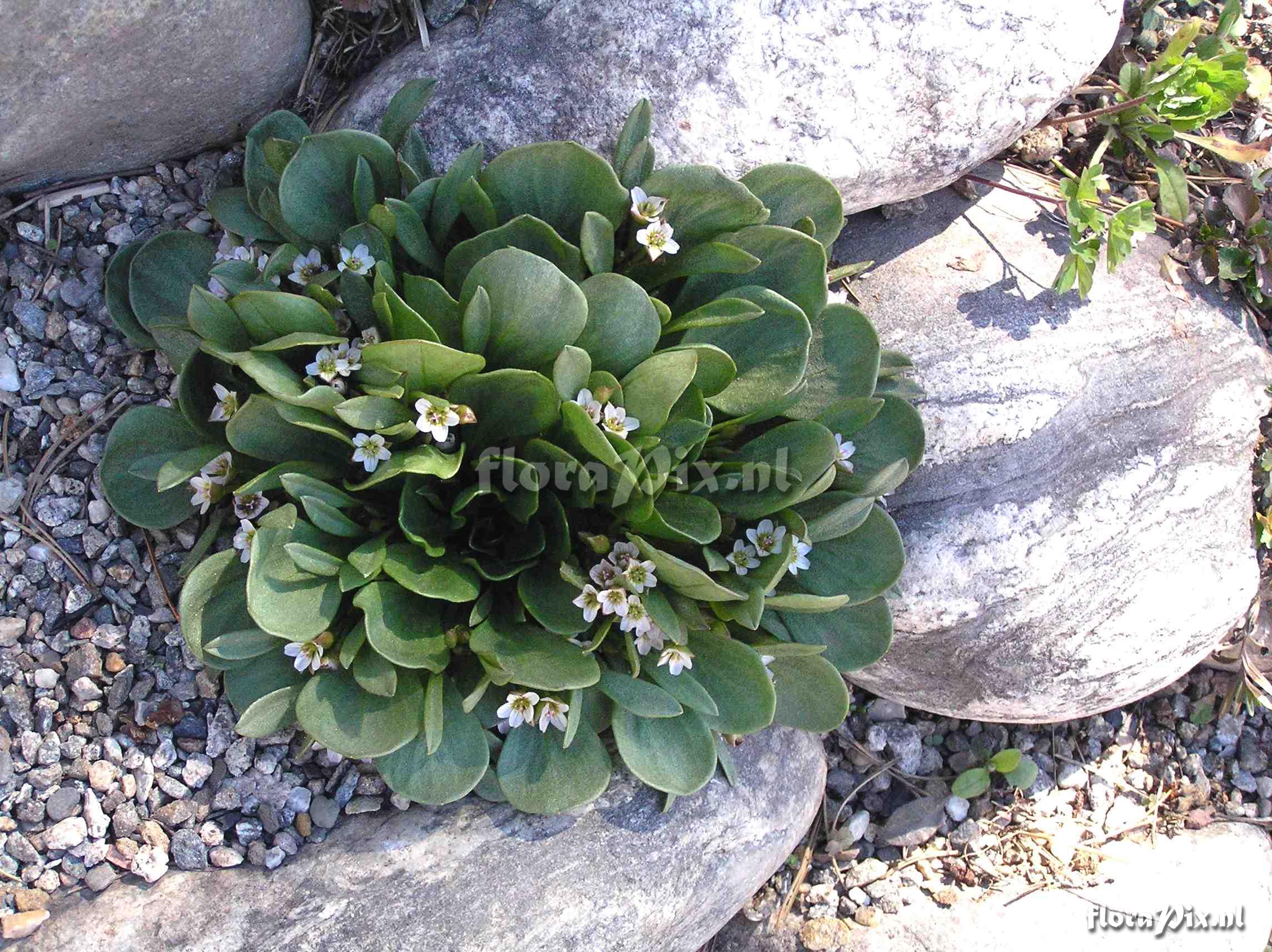 Claytonia megarhiza