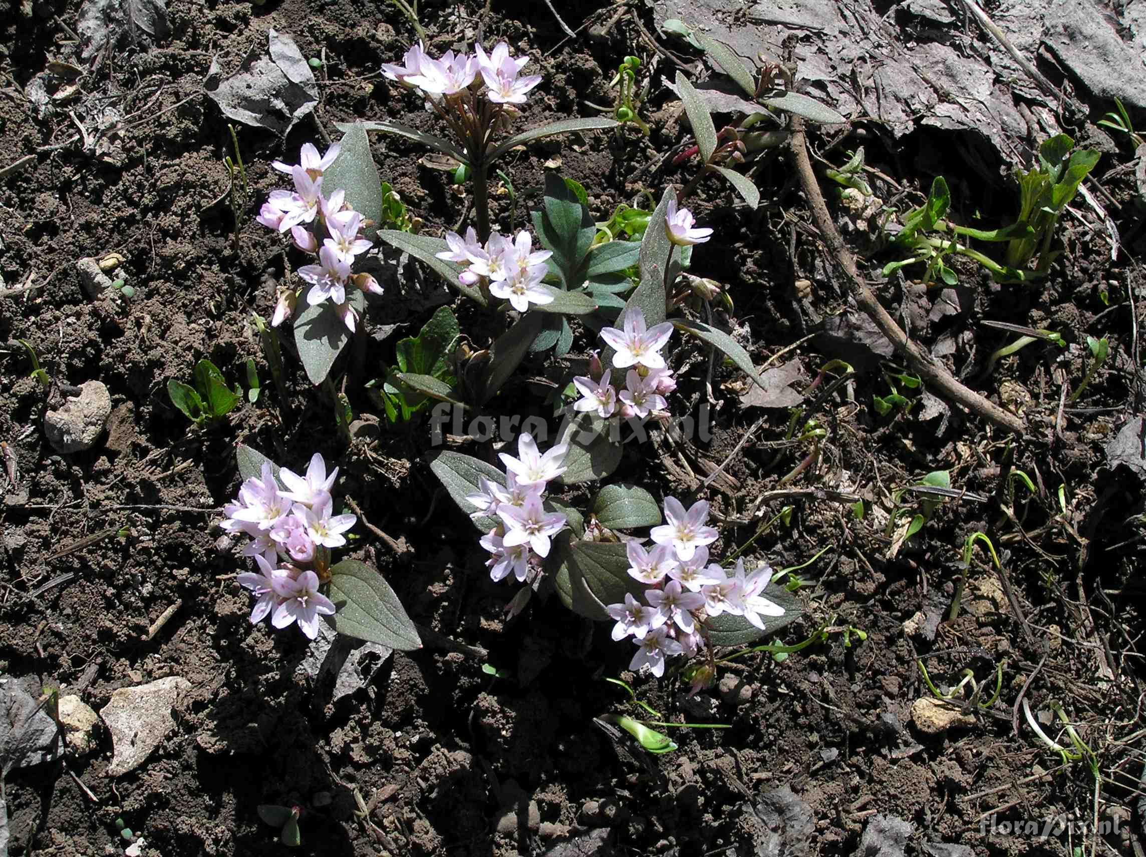 Claytonia lanceolata