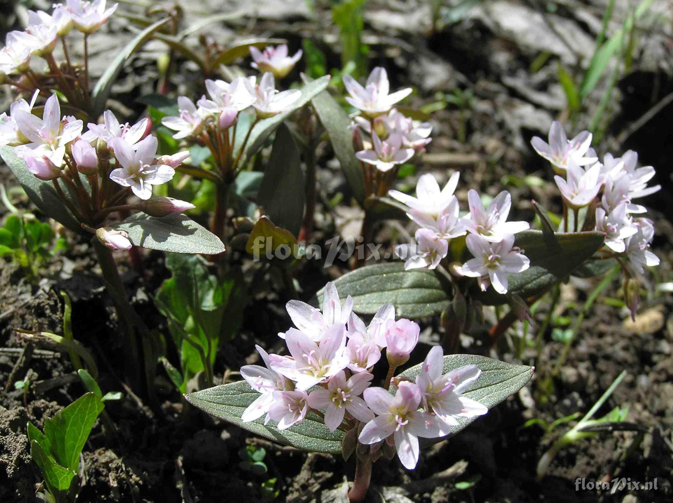 Claytonia lanceolata