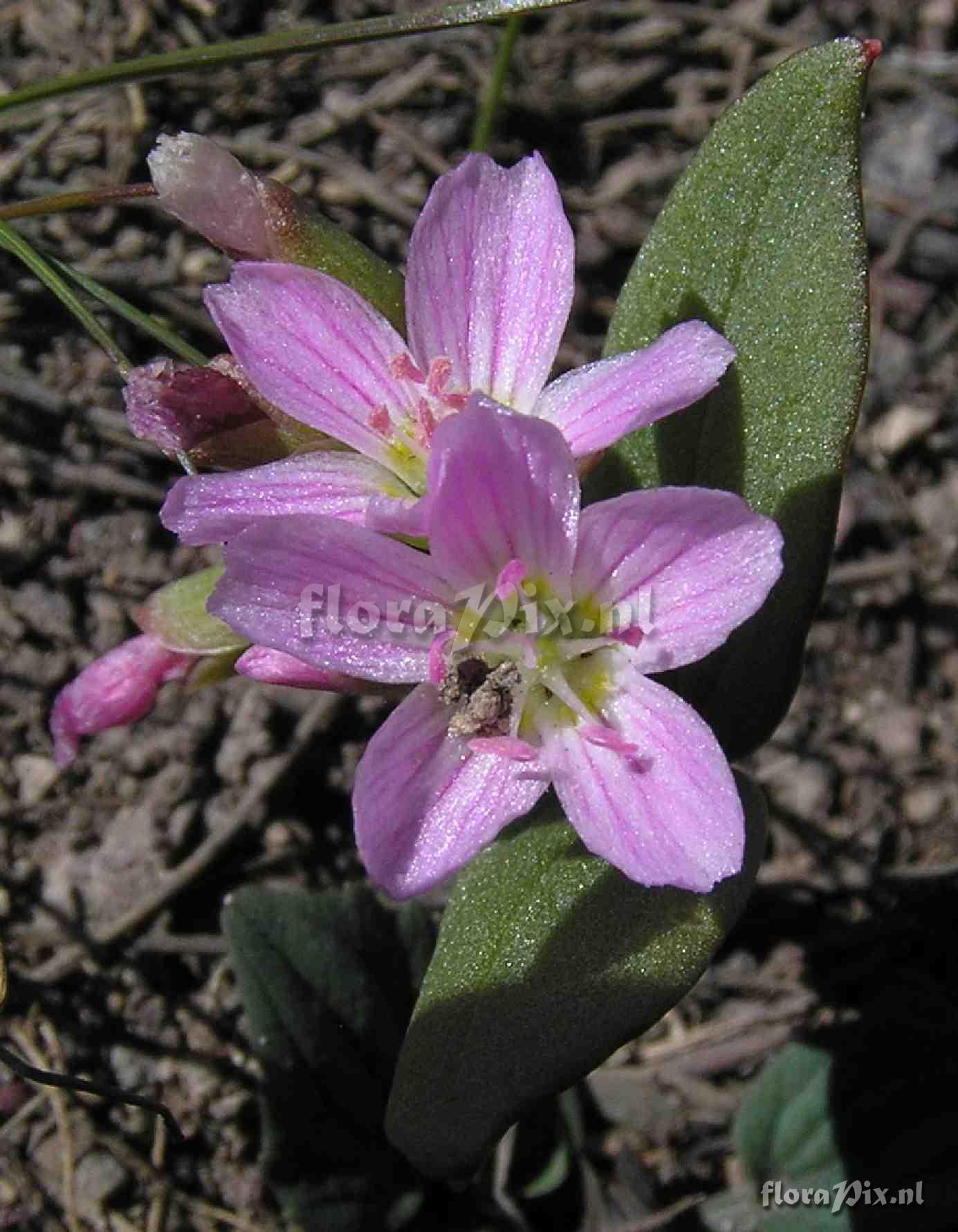 Claytonia lanceolata