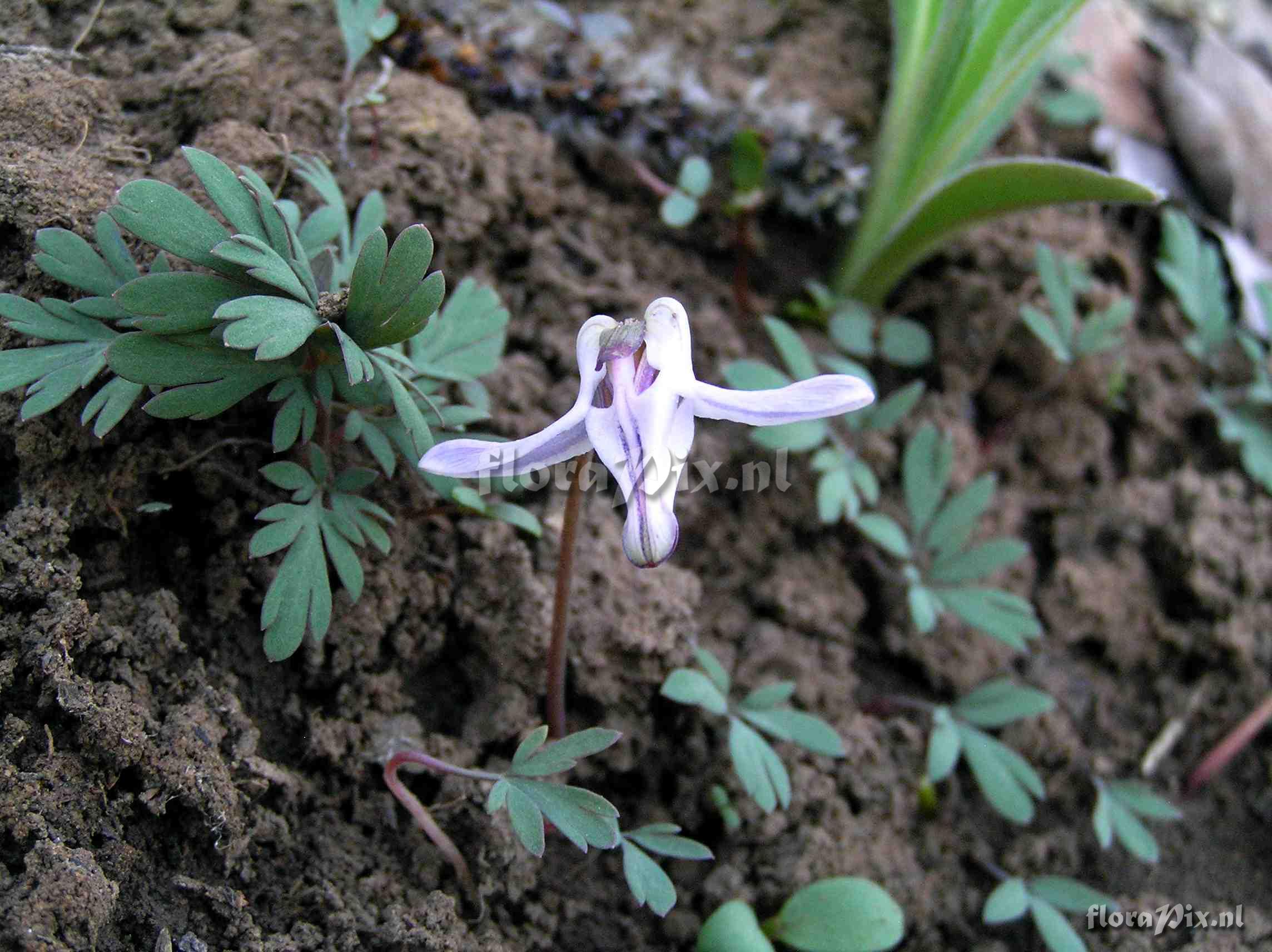 Dicentra uniflora