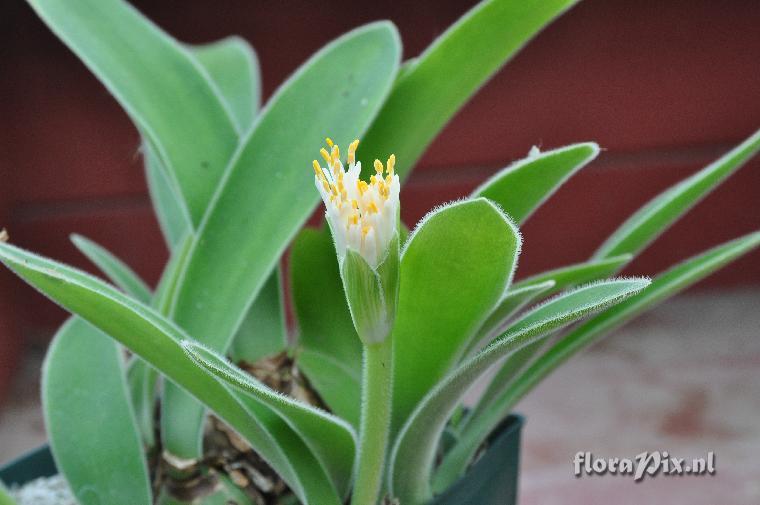 Haemanthus pauculifolius