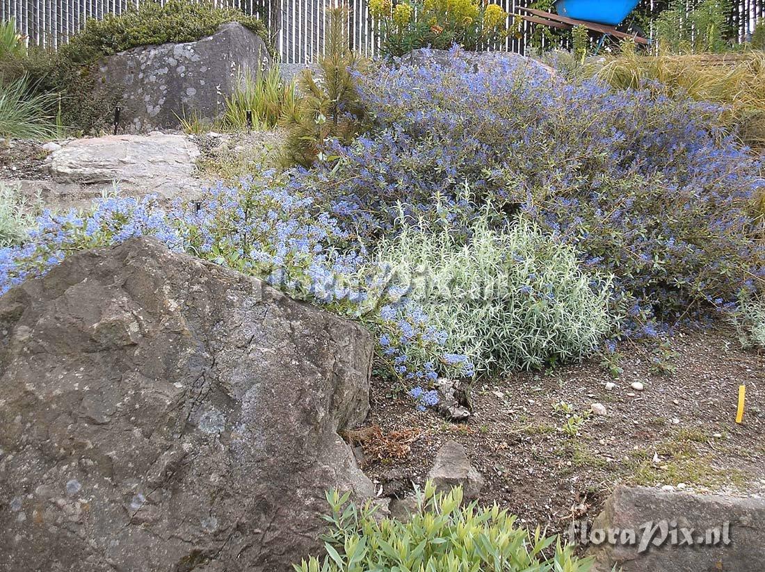 Ceanothus lemmonii