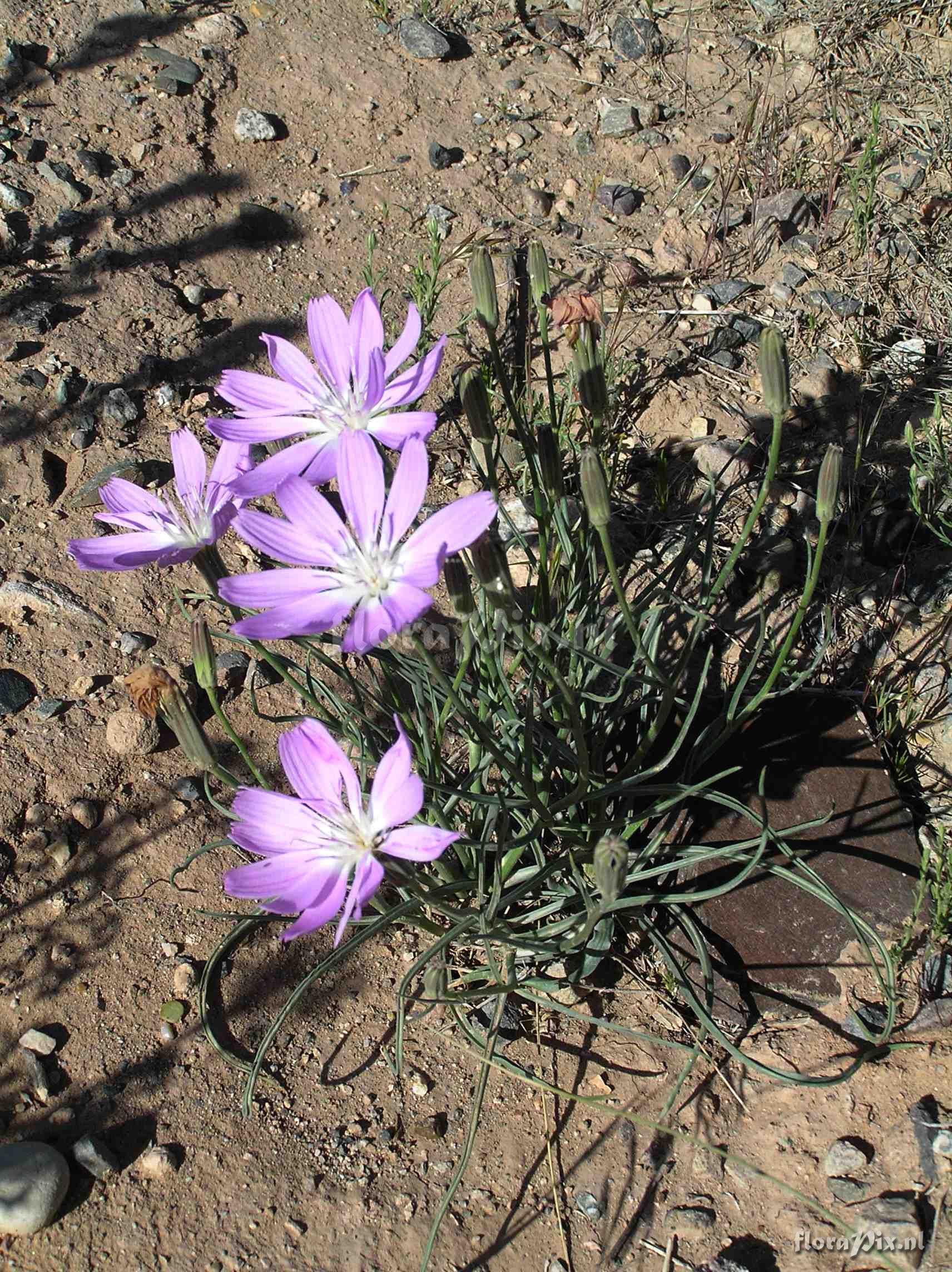 Lygodesmia grandiflora