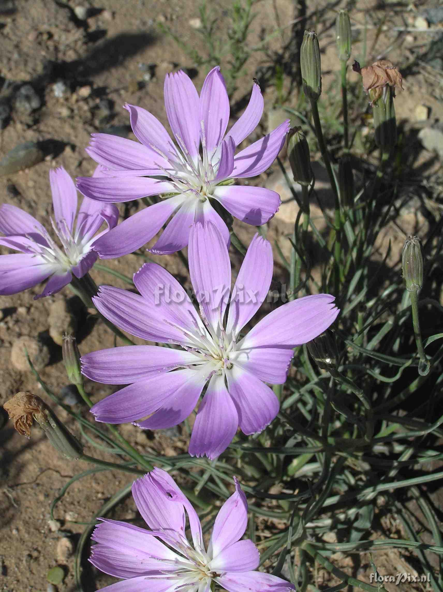 Lygodesmia grandiflora