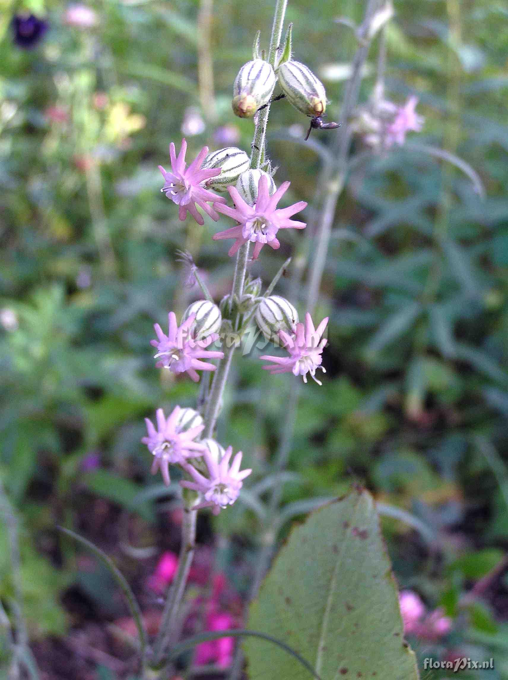 Silene scouleri