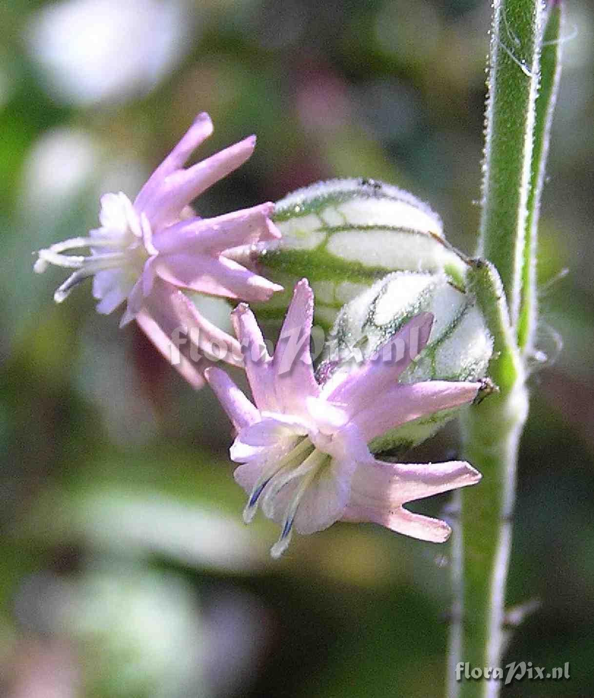 Silene scouleri