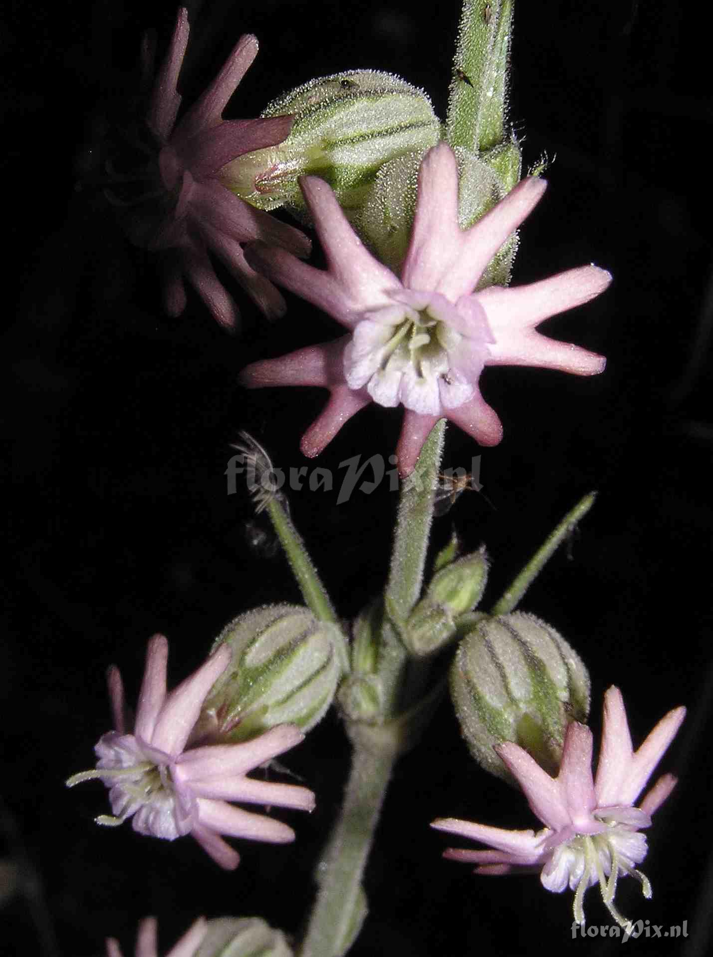 Silene scouleri