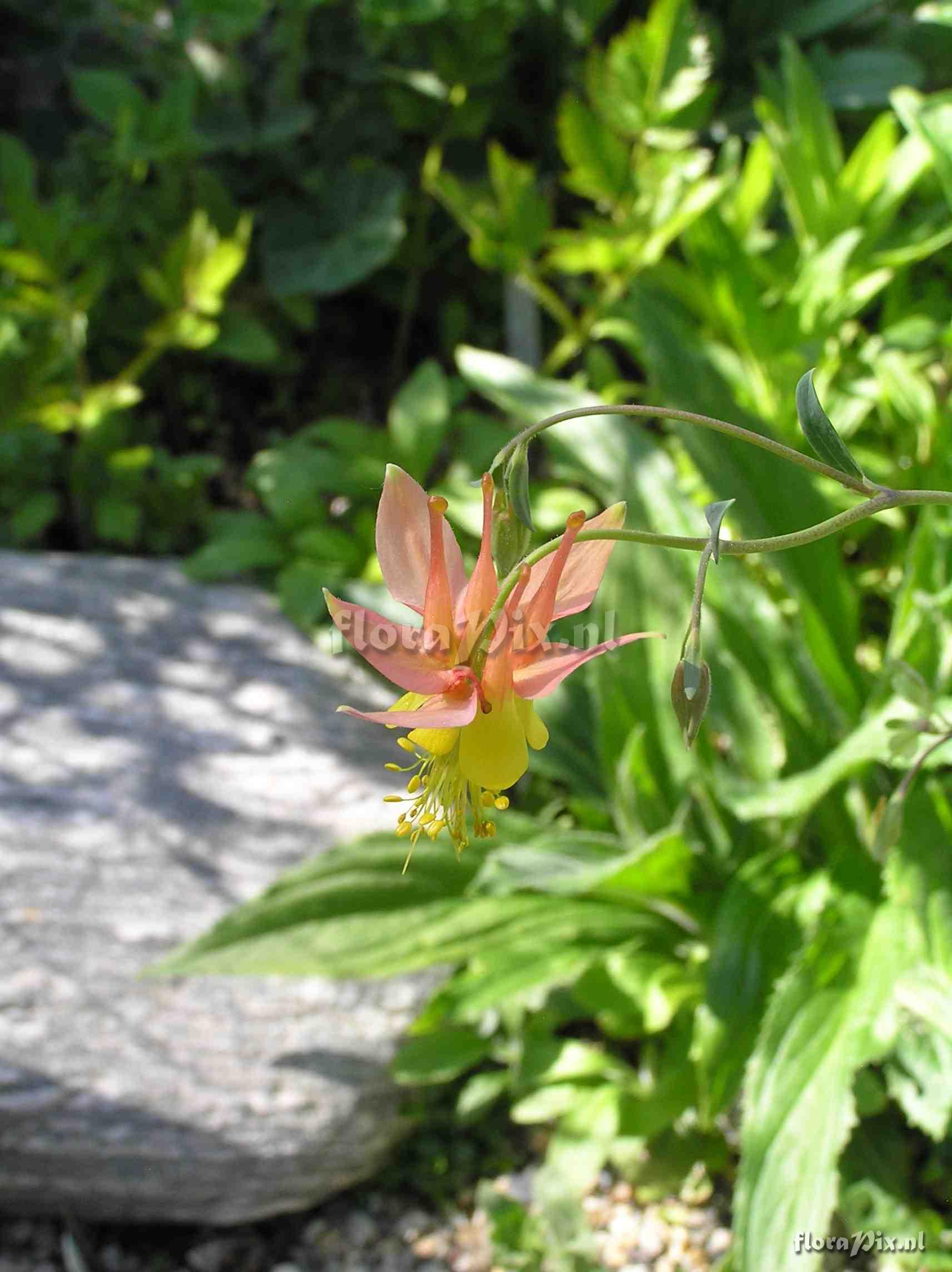 Aquilegia barnebyi