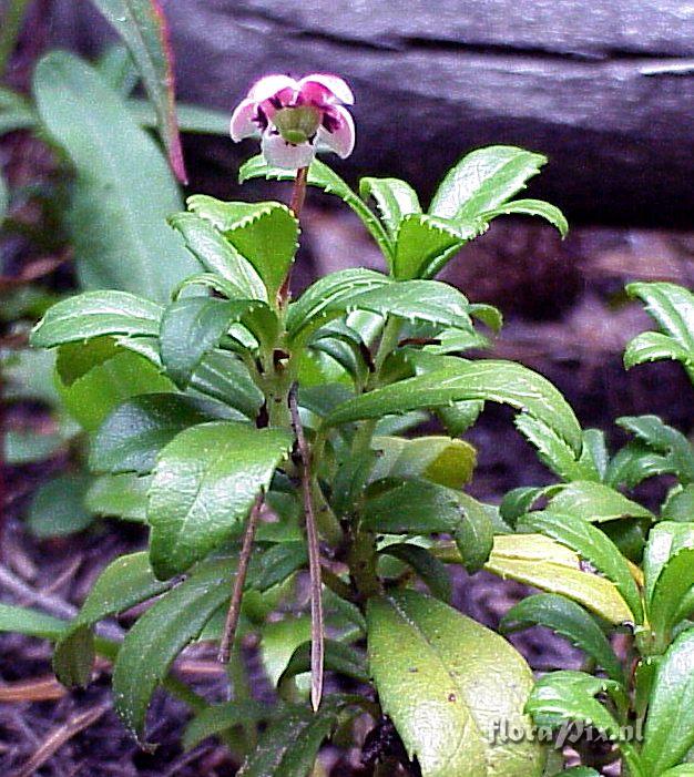 Chimaphila umbellata