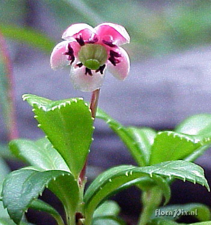 Chimaphila umbellata