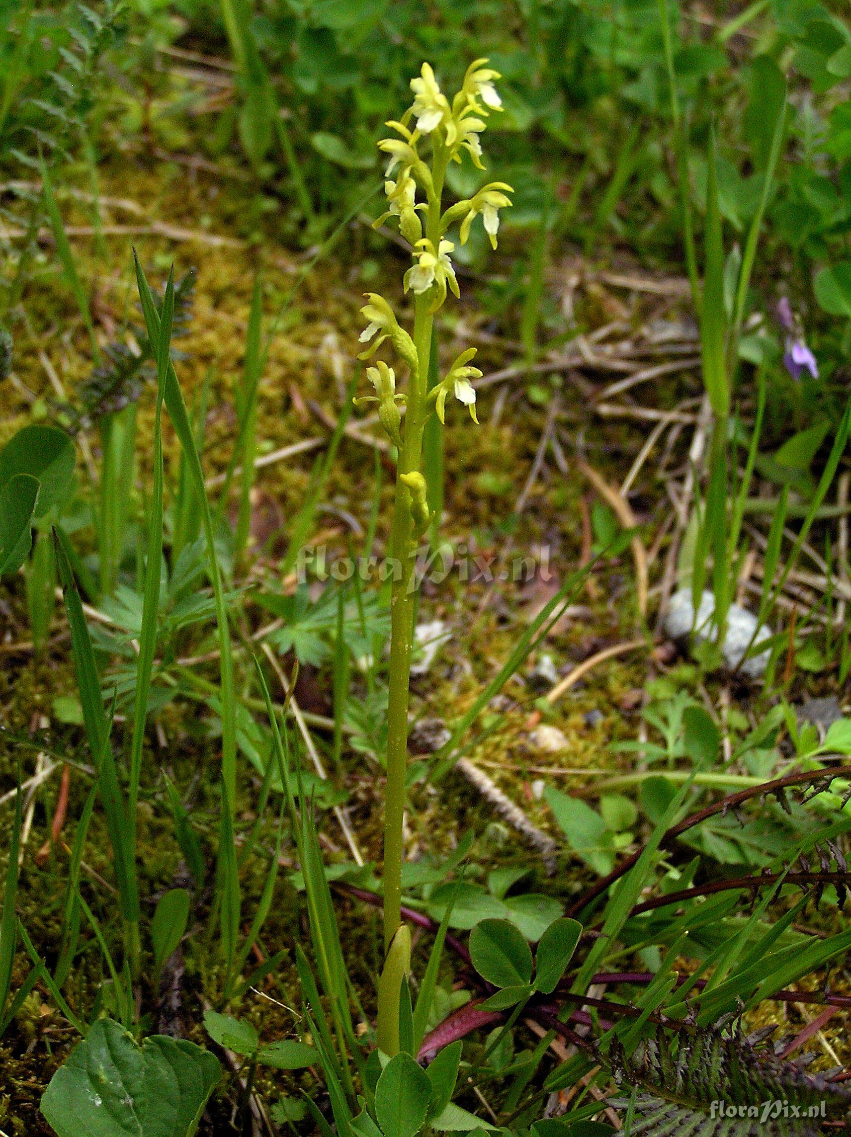 Corallorhiza trifida