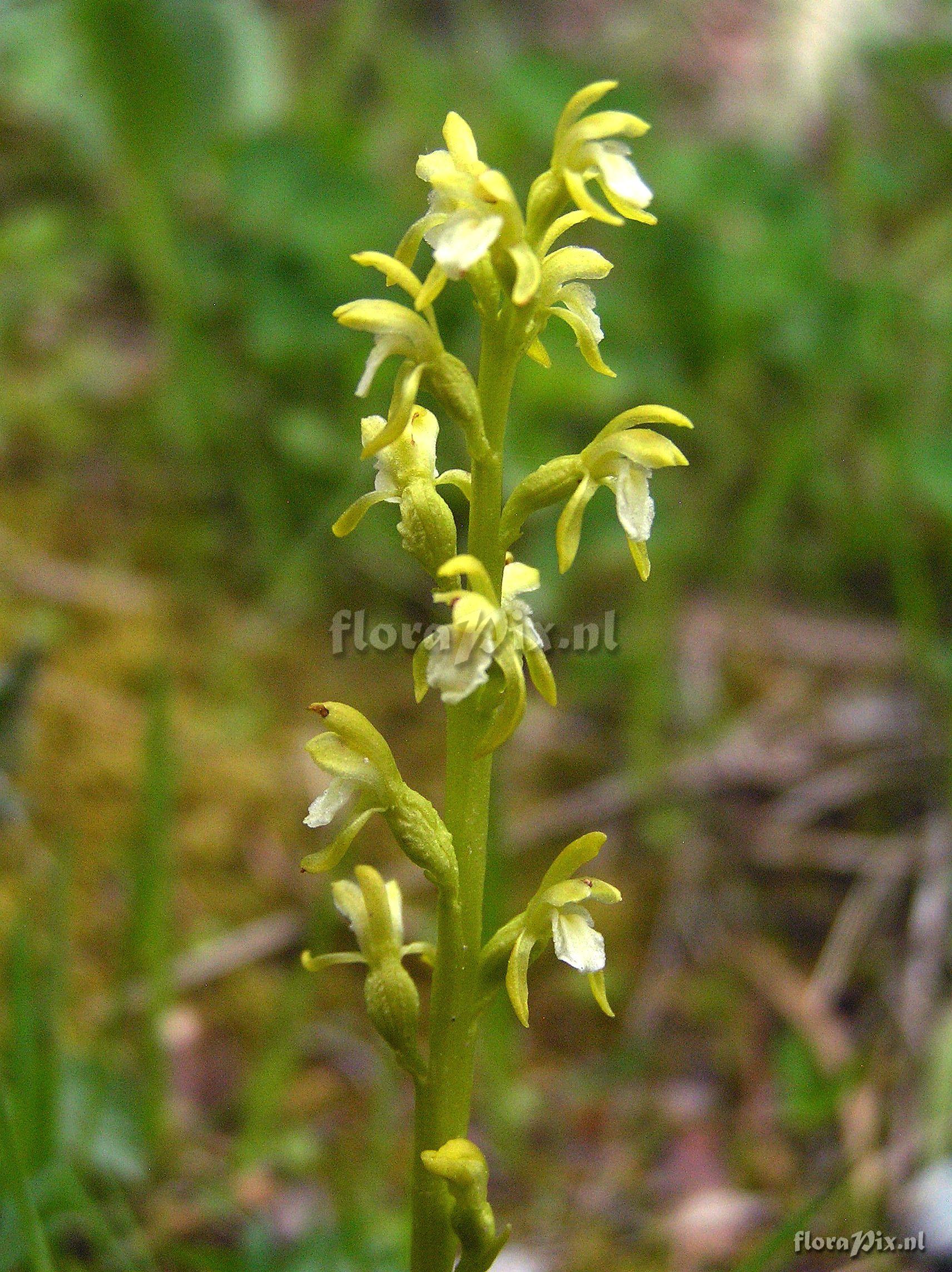 Corallorhiza trifida