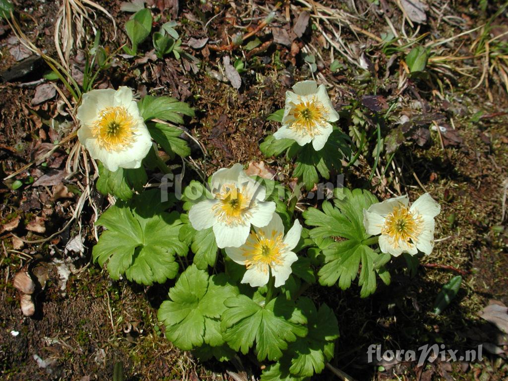 Trollius laxus