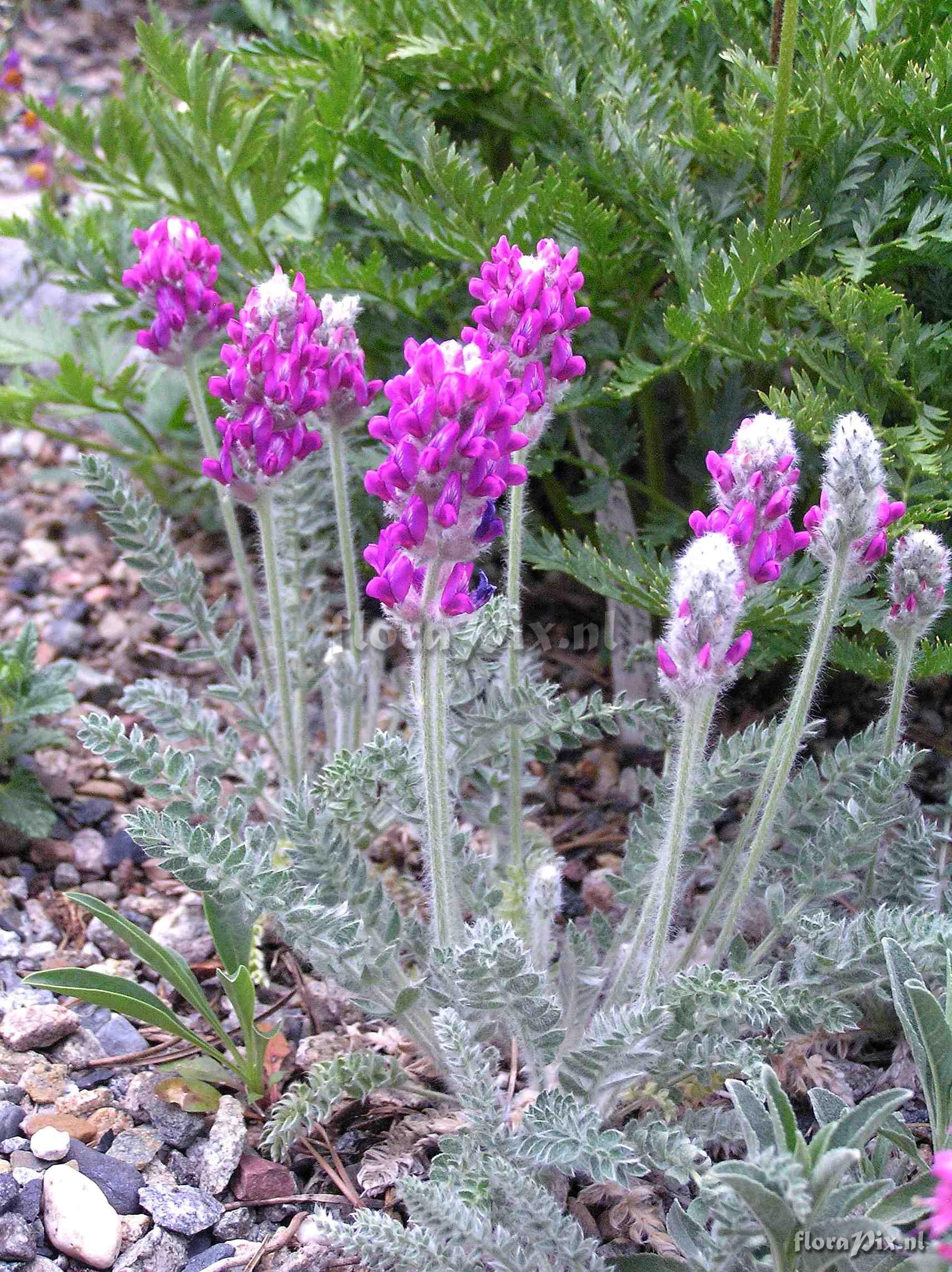 Oxytropis splendens